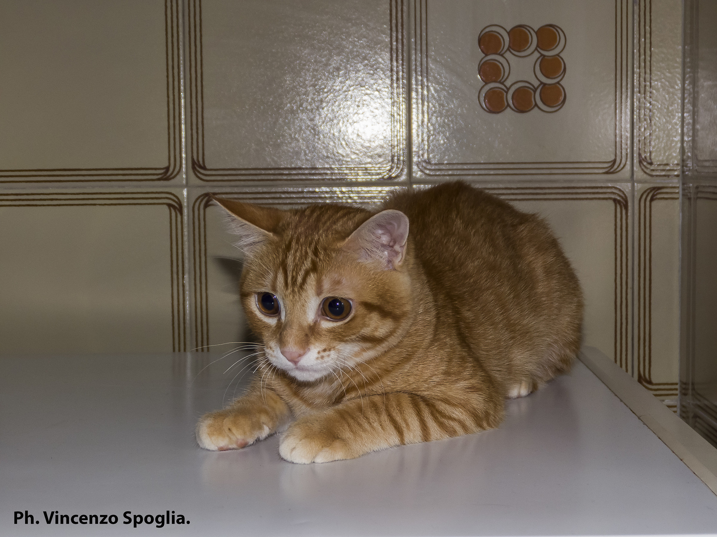 Tommy on the freezer