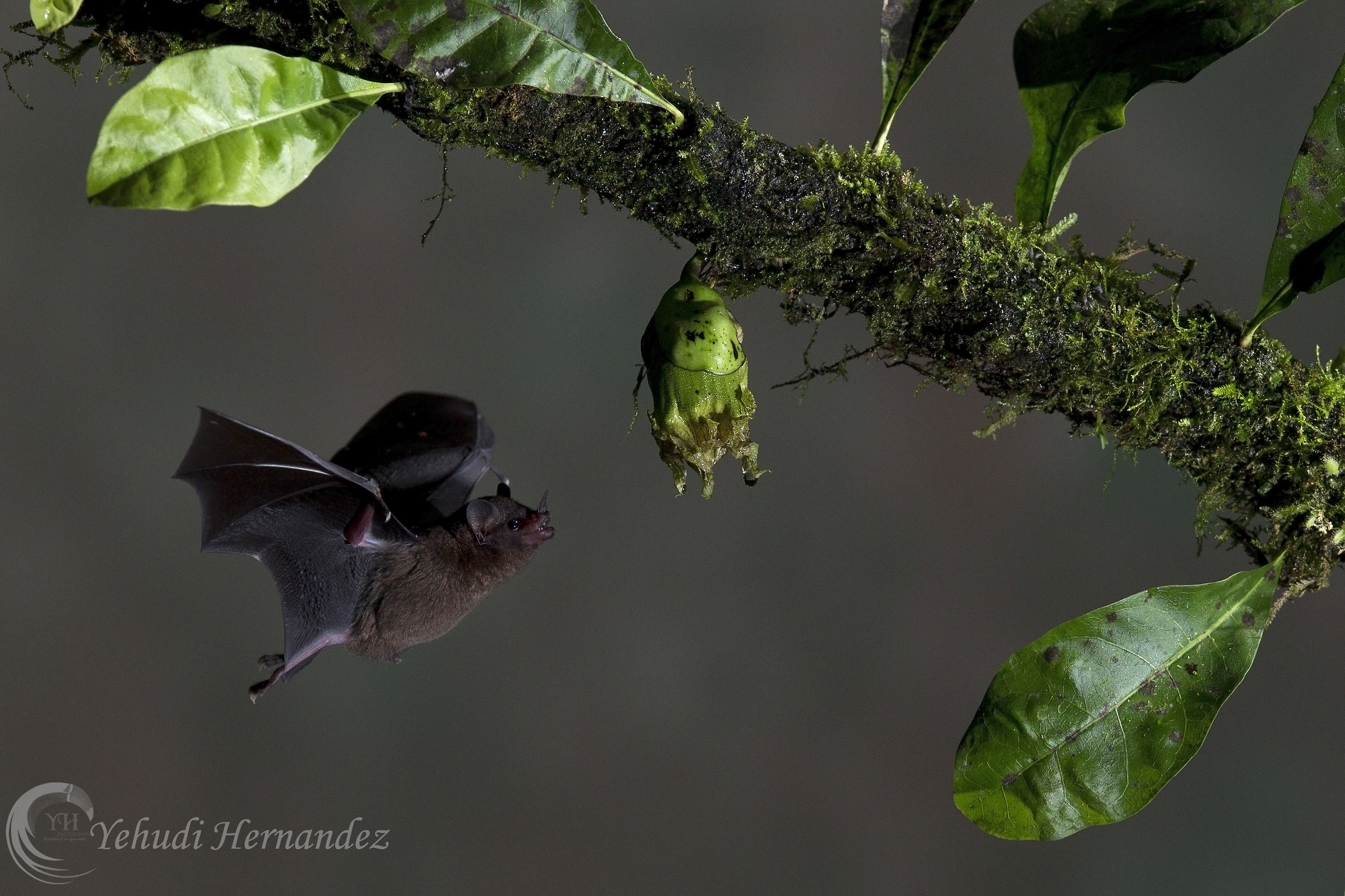 Lungo pipistrello tongued