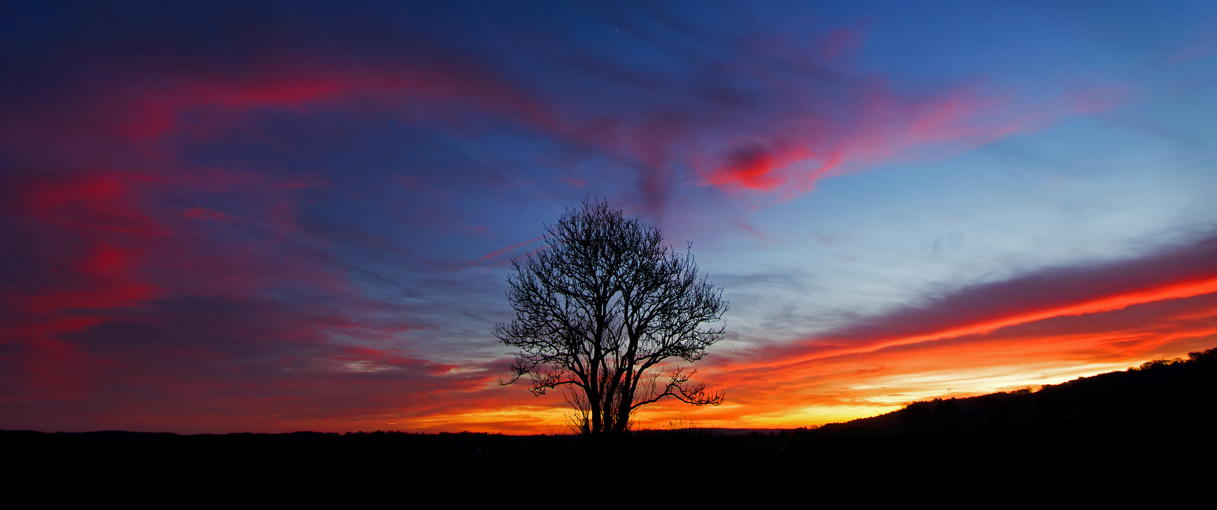 In Search of a Tree...