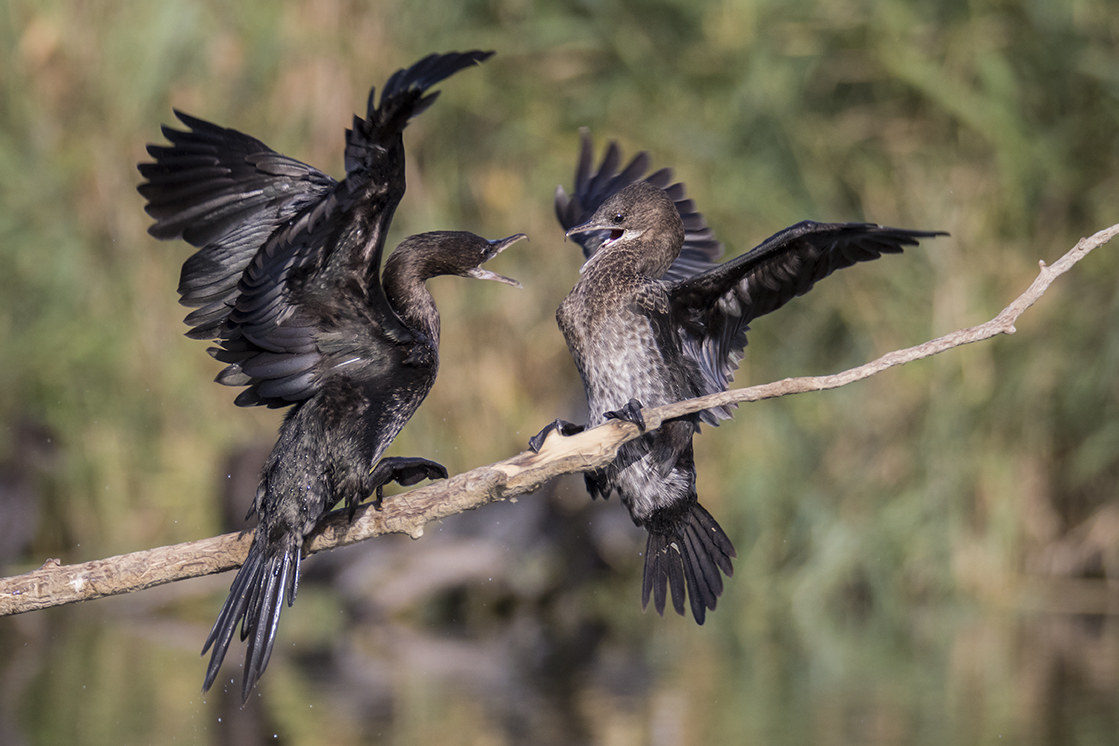 Fight between pygmy cormorants
