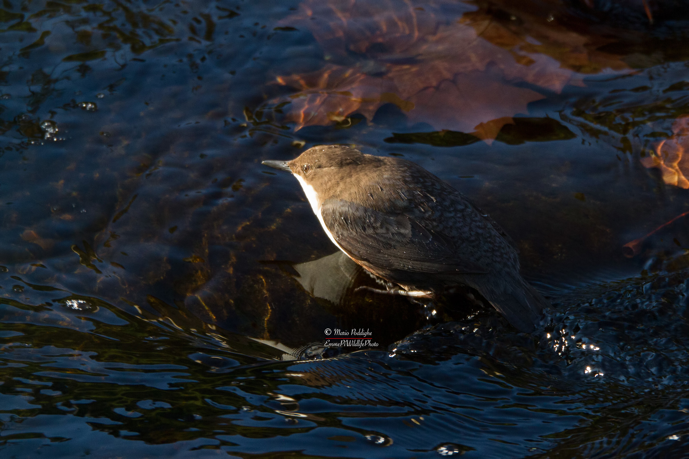Merlo Acquaiolo tra luci ed ombre