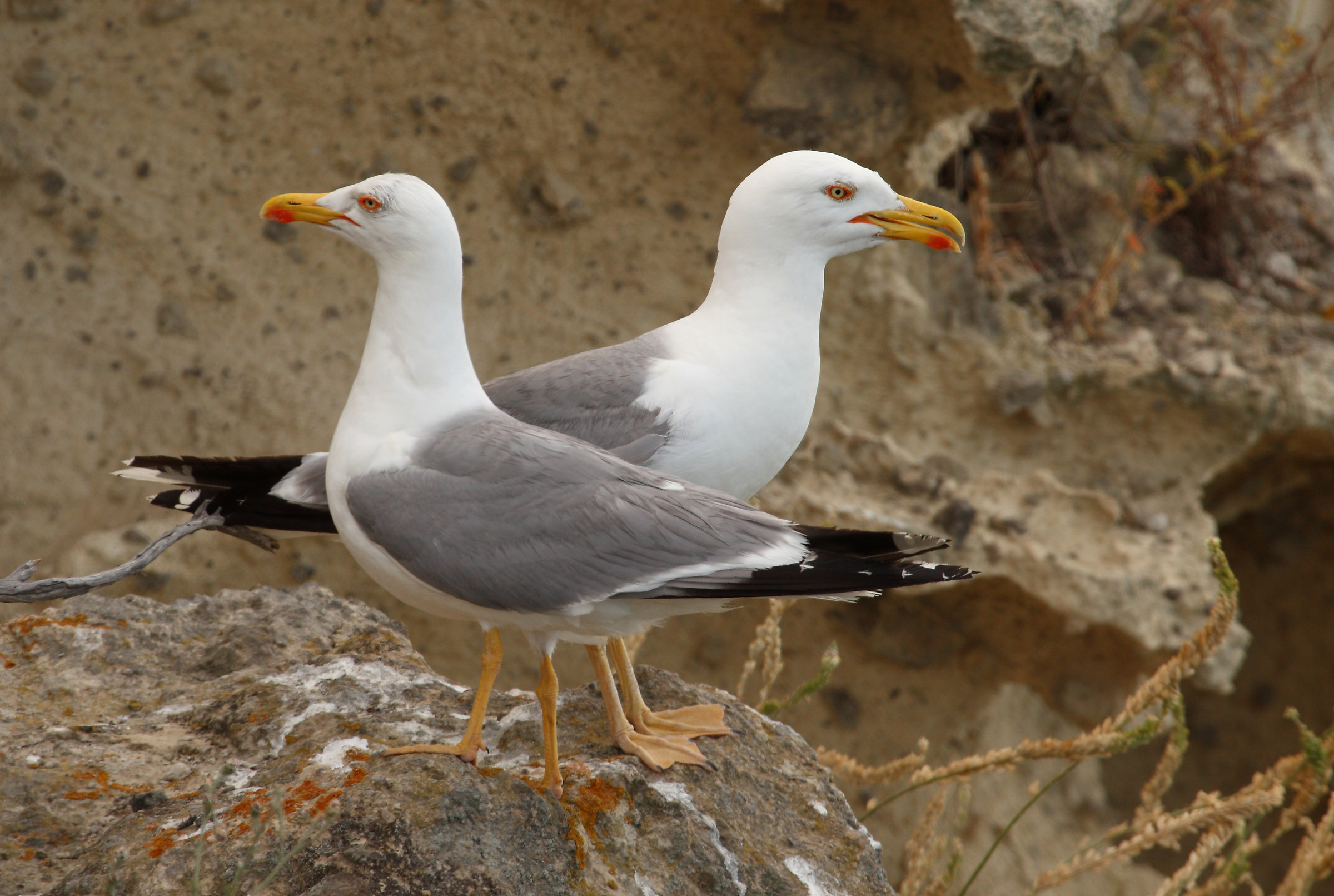 viva IL 100 400 OLD II