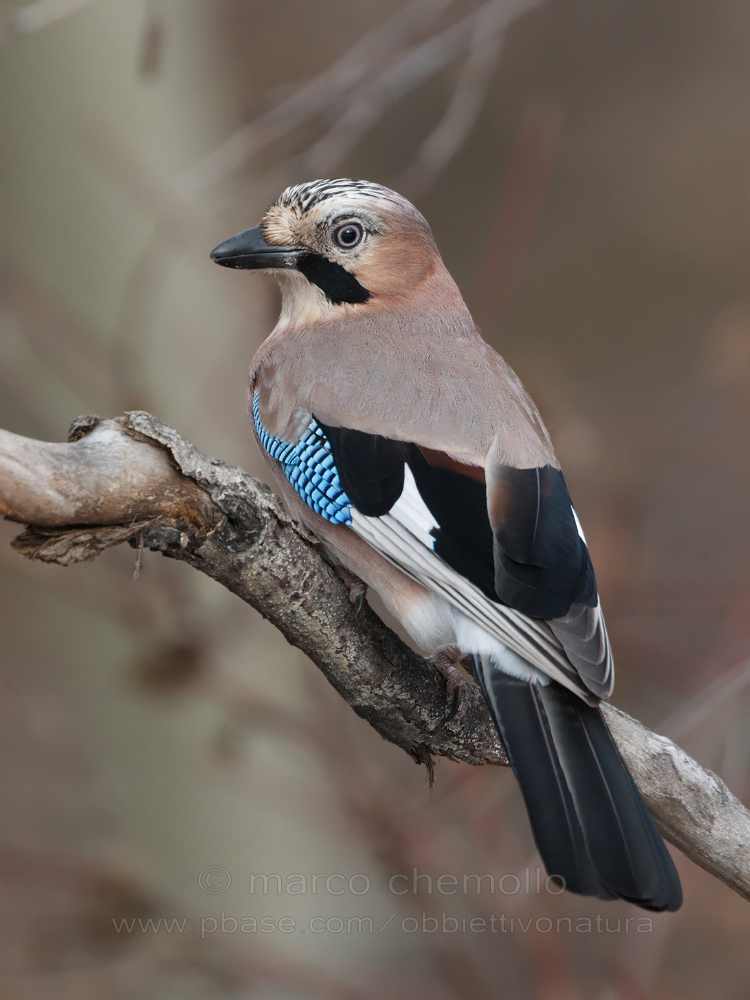 Jay (Garrulus glandarius)