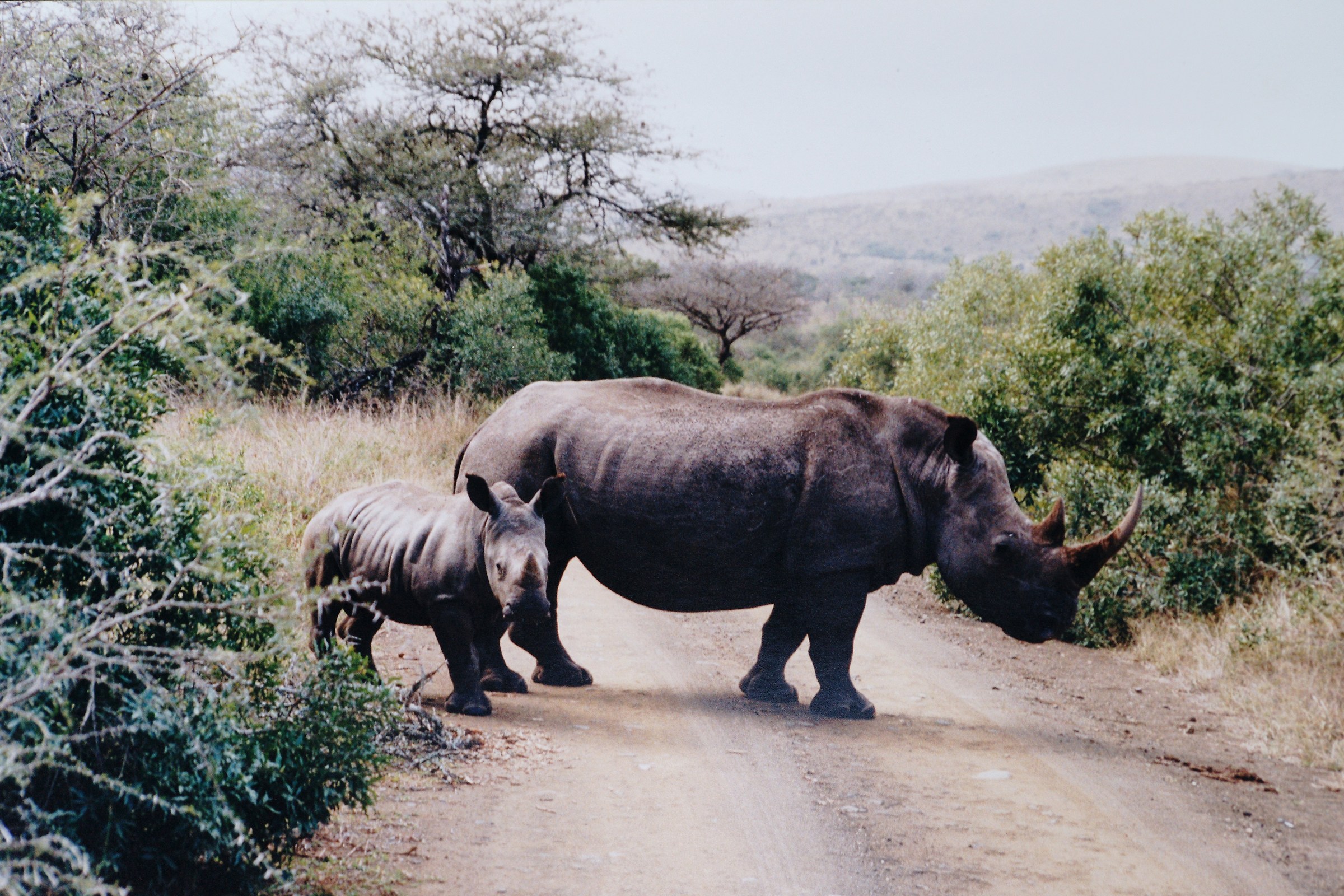 Rhino with cub