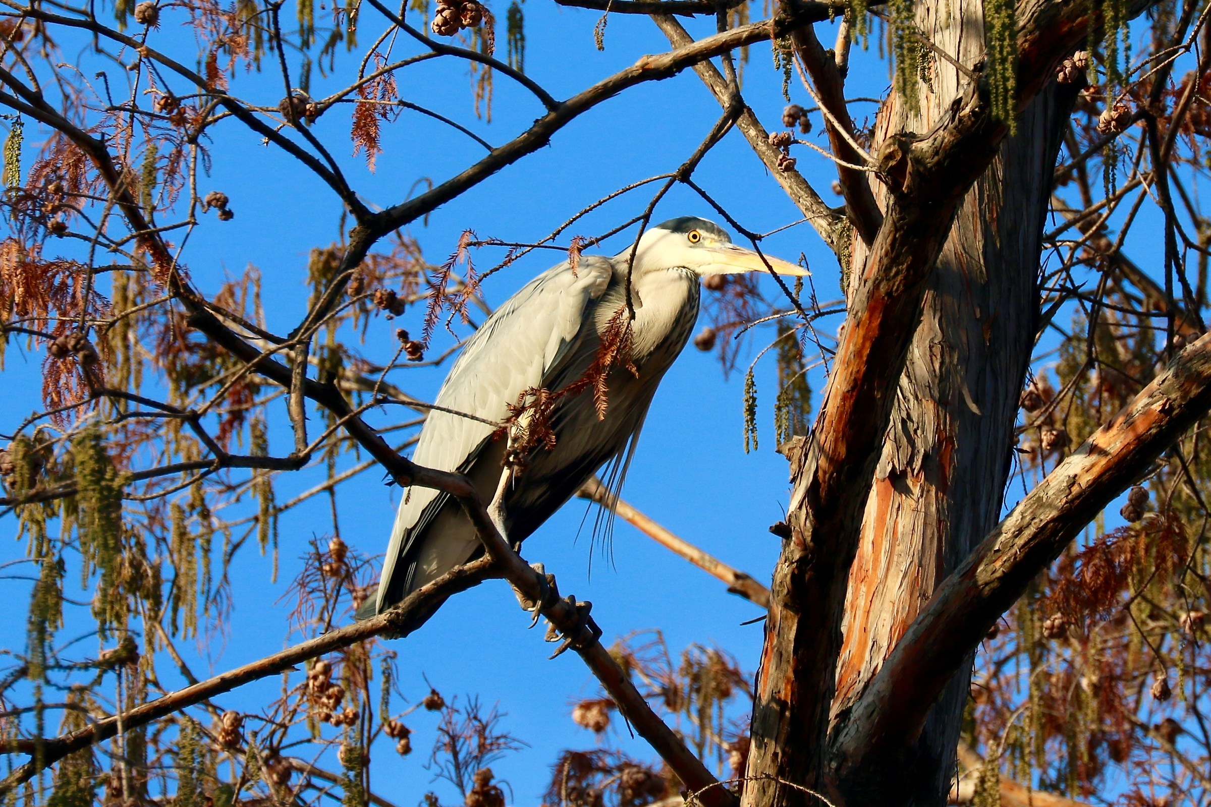Grey Heron