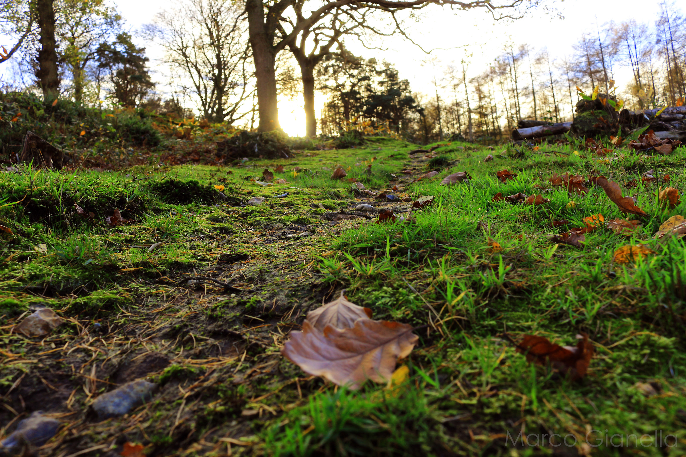North Downs Way, Canterbury, Kent (uk)