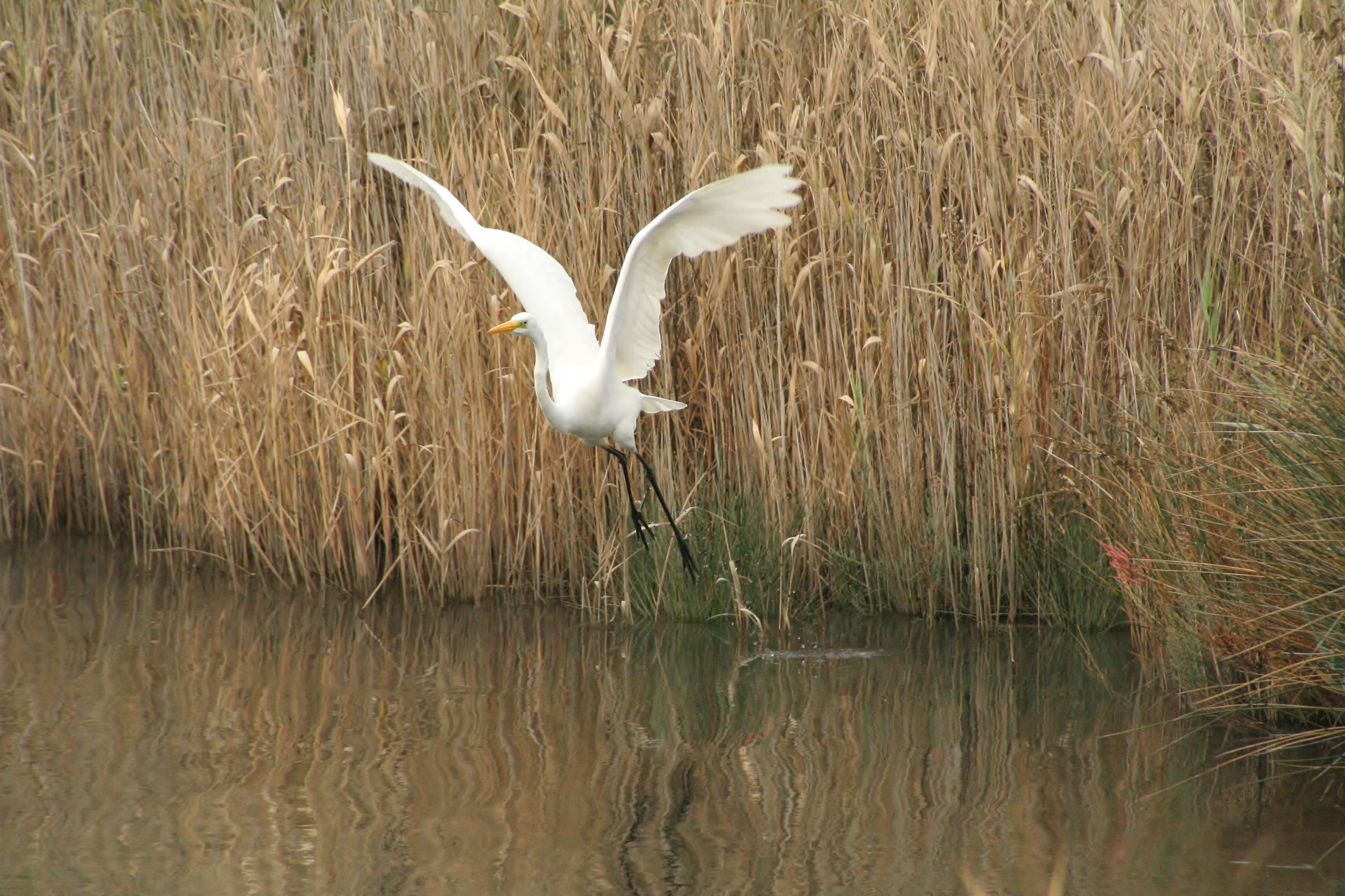 Sequenza stacco airone bianco: 2