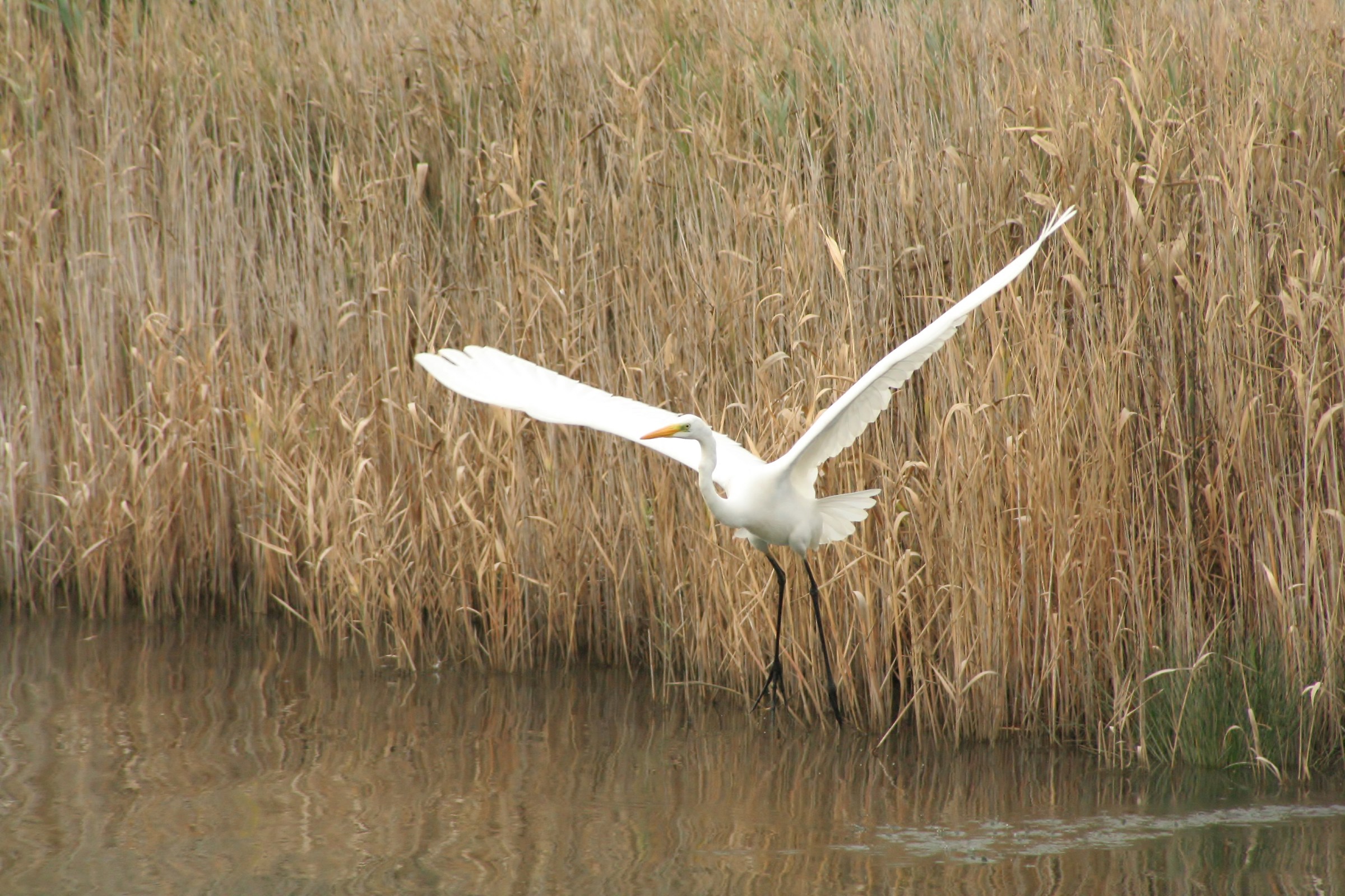 Sequenza stacco airone bianco: 3