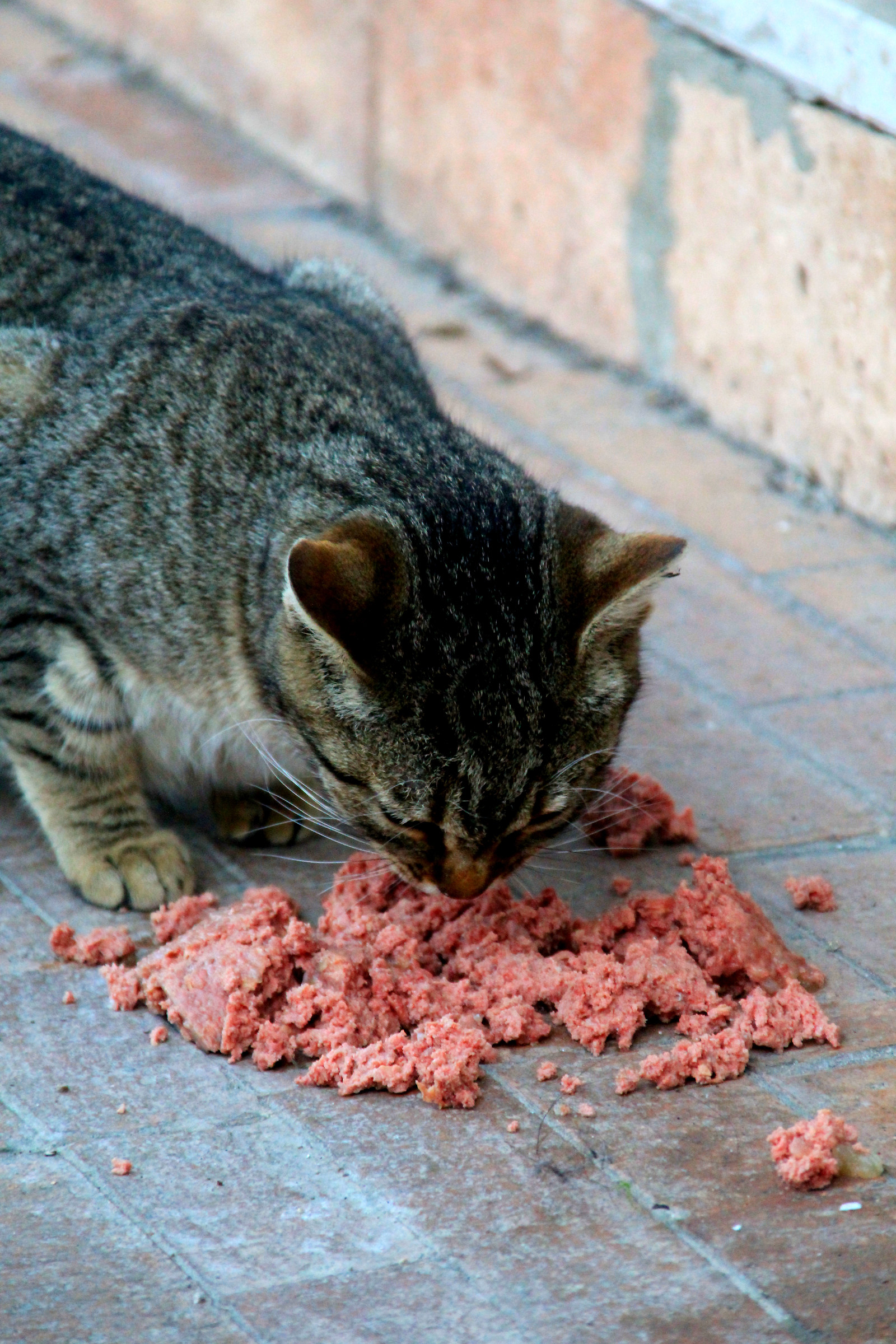 Gattino e il suo pranzo