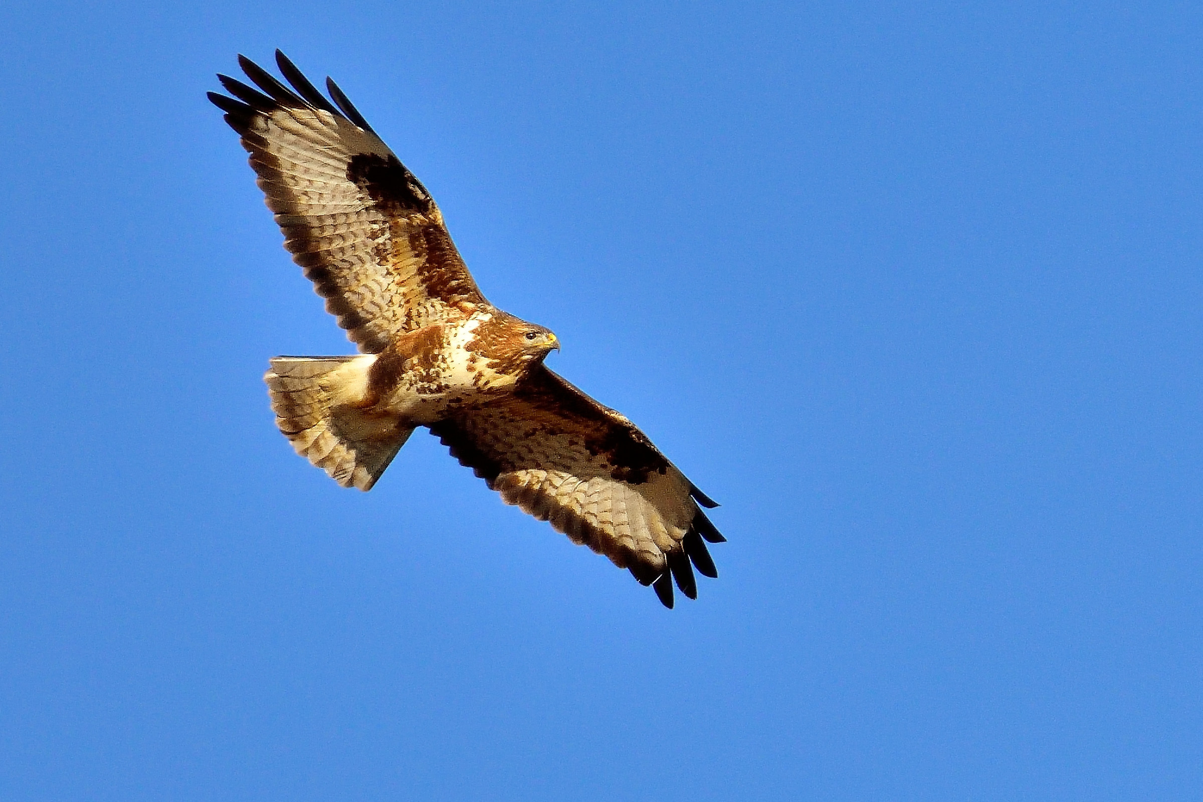 Poiana- Colfiorito Park