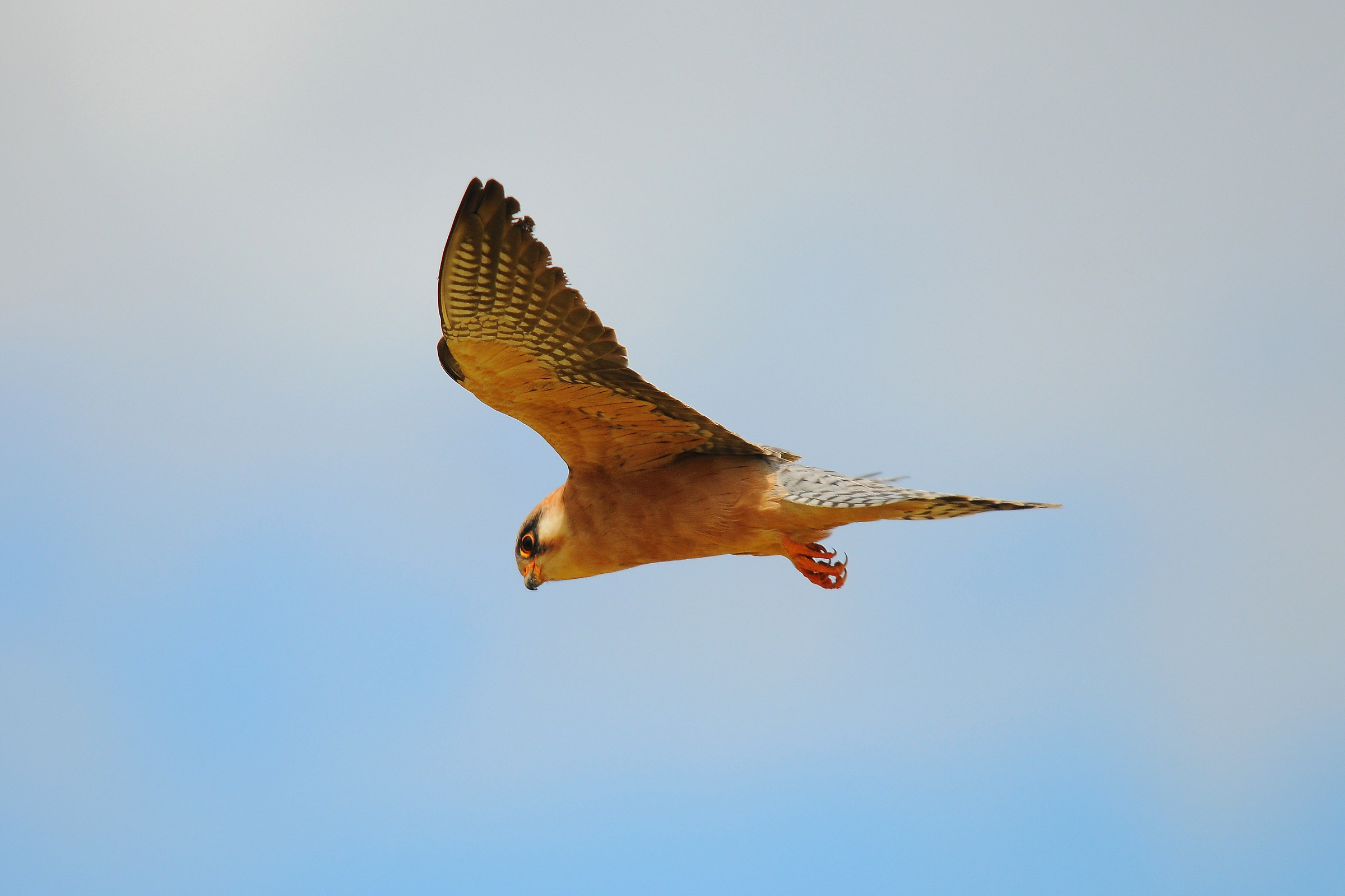 Red-footed Falcon 2