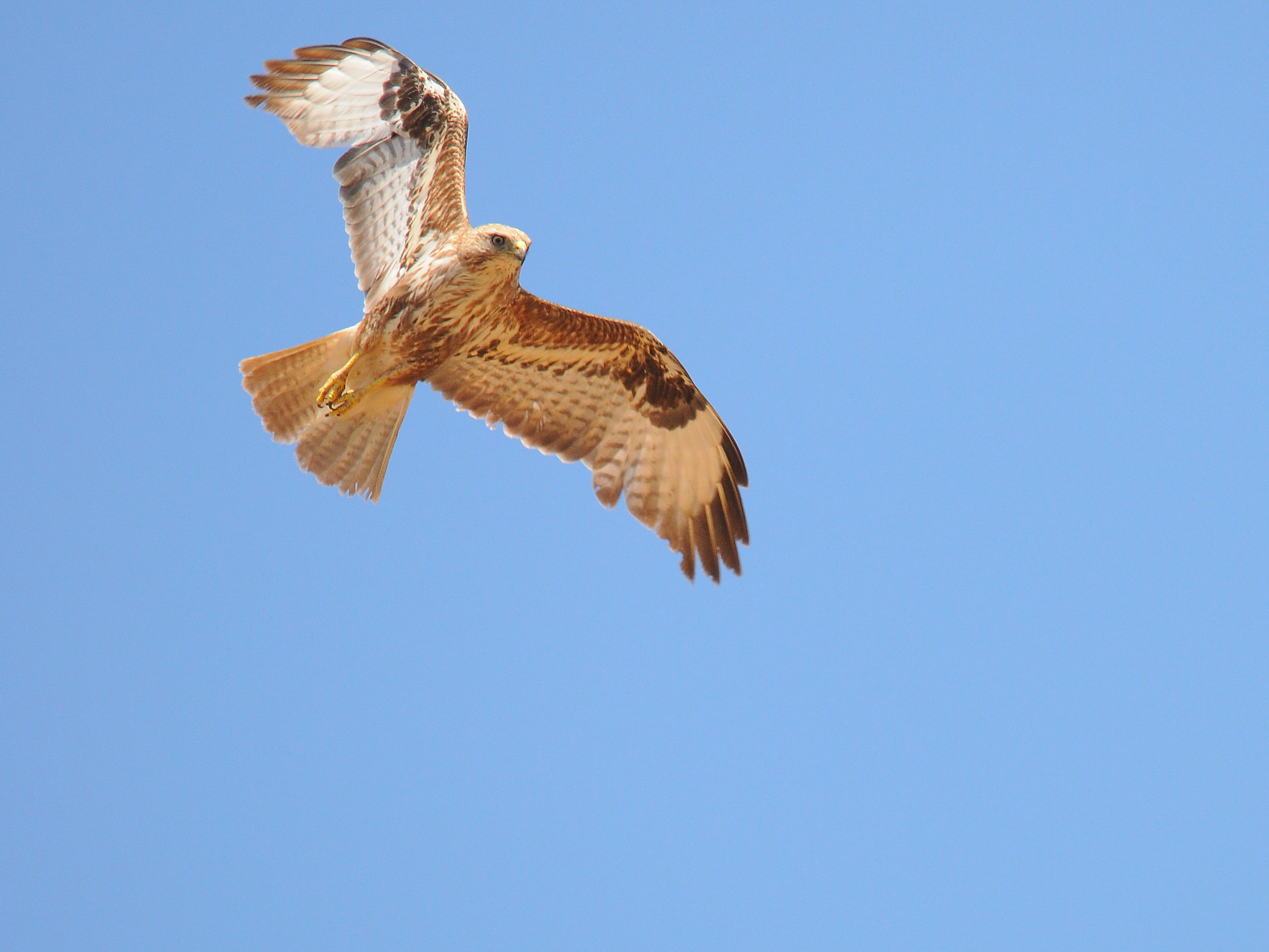 Steppe buzzard (vulpinus)