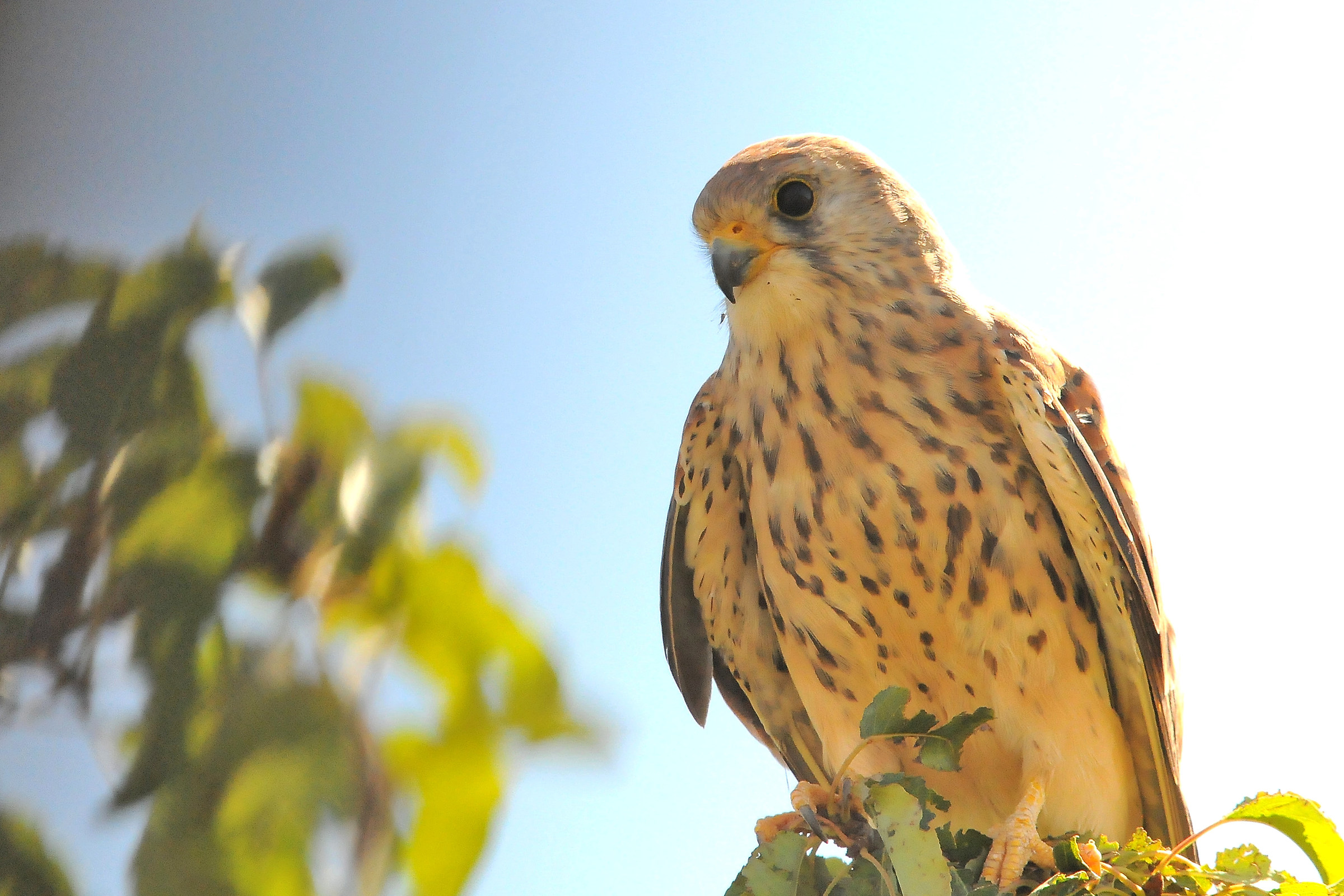 Lesser Kestrel 1