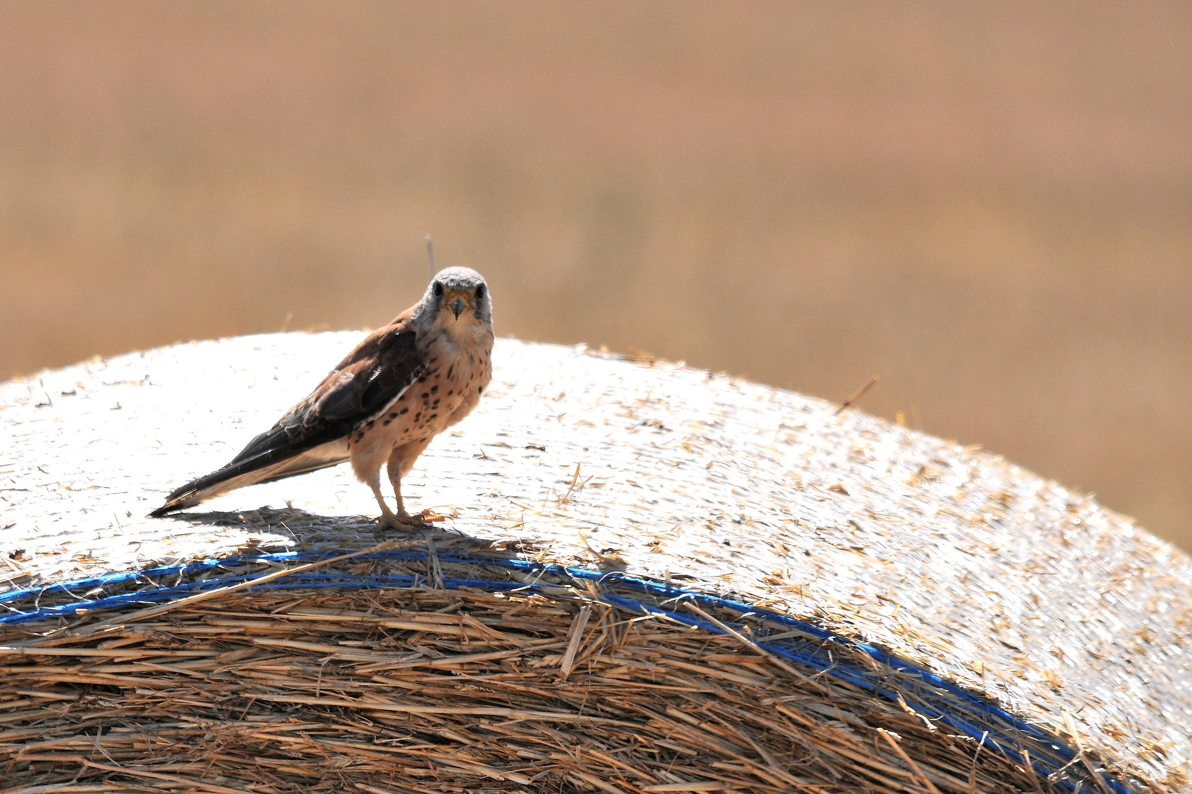 Lesser Kestrel 2