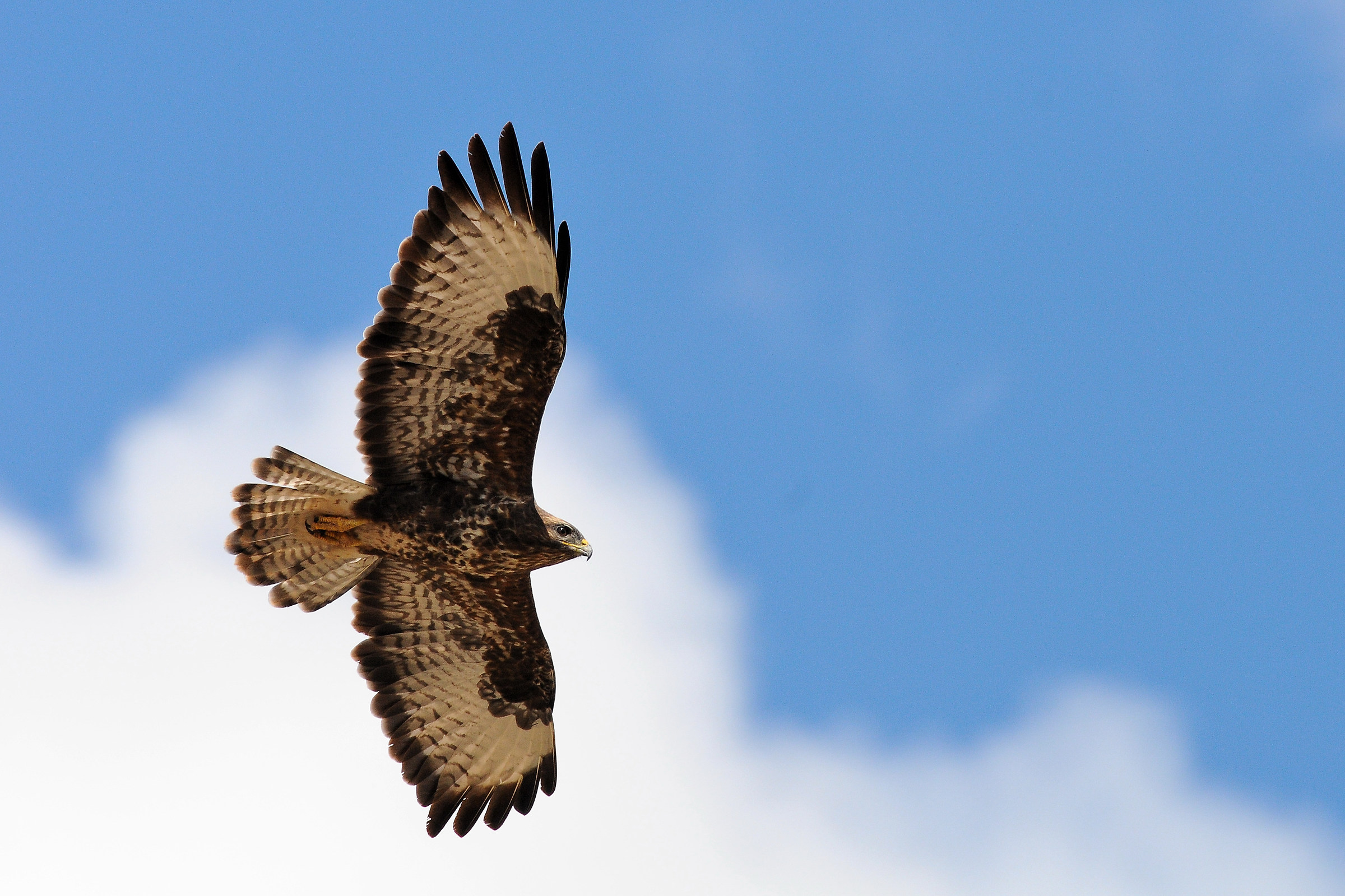 Buzzard 1