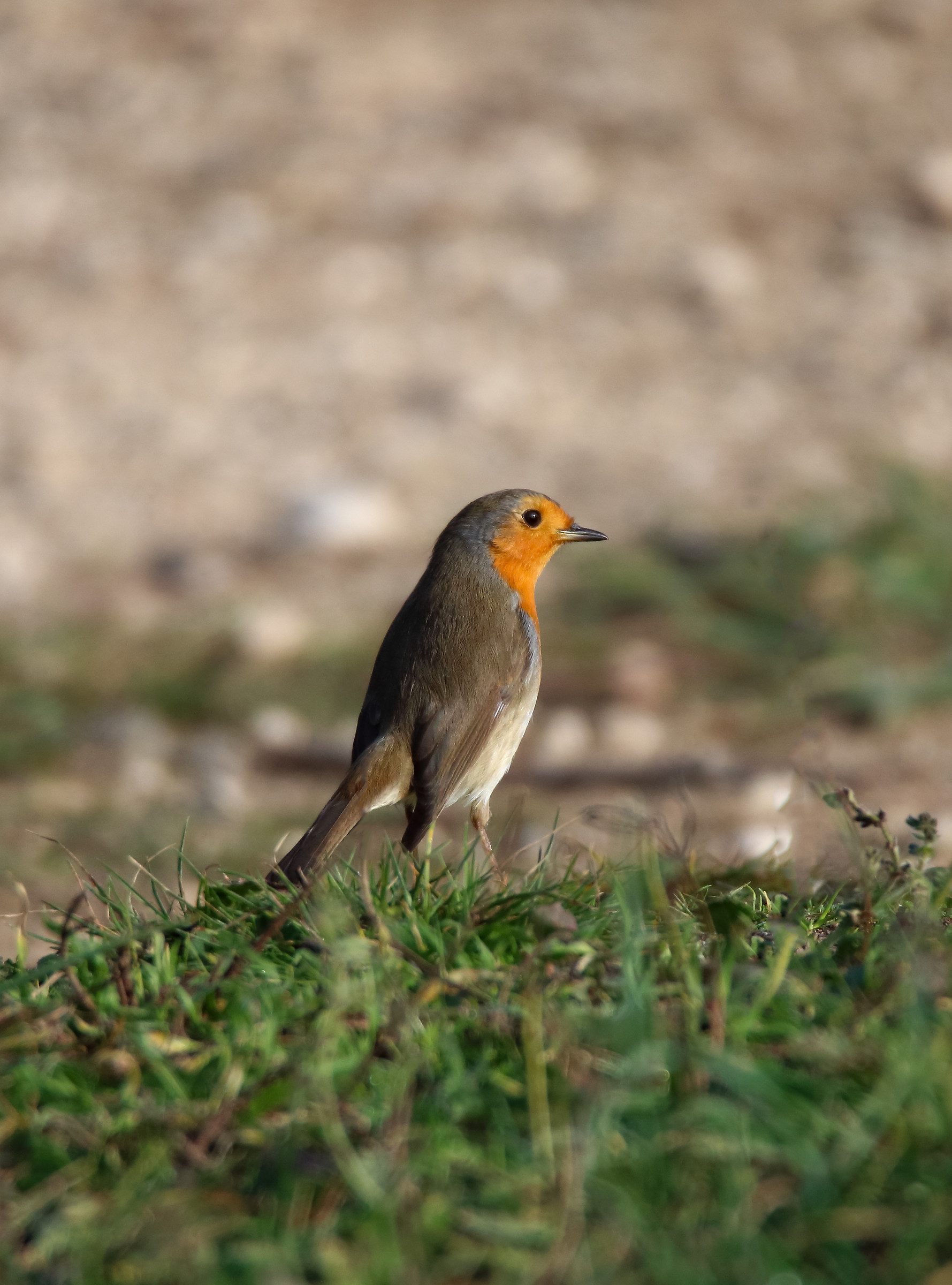 Boys too Anno2015 Passed