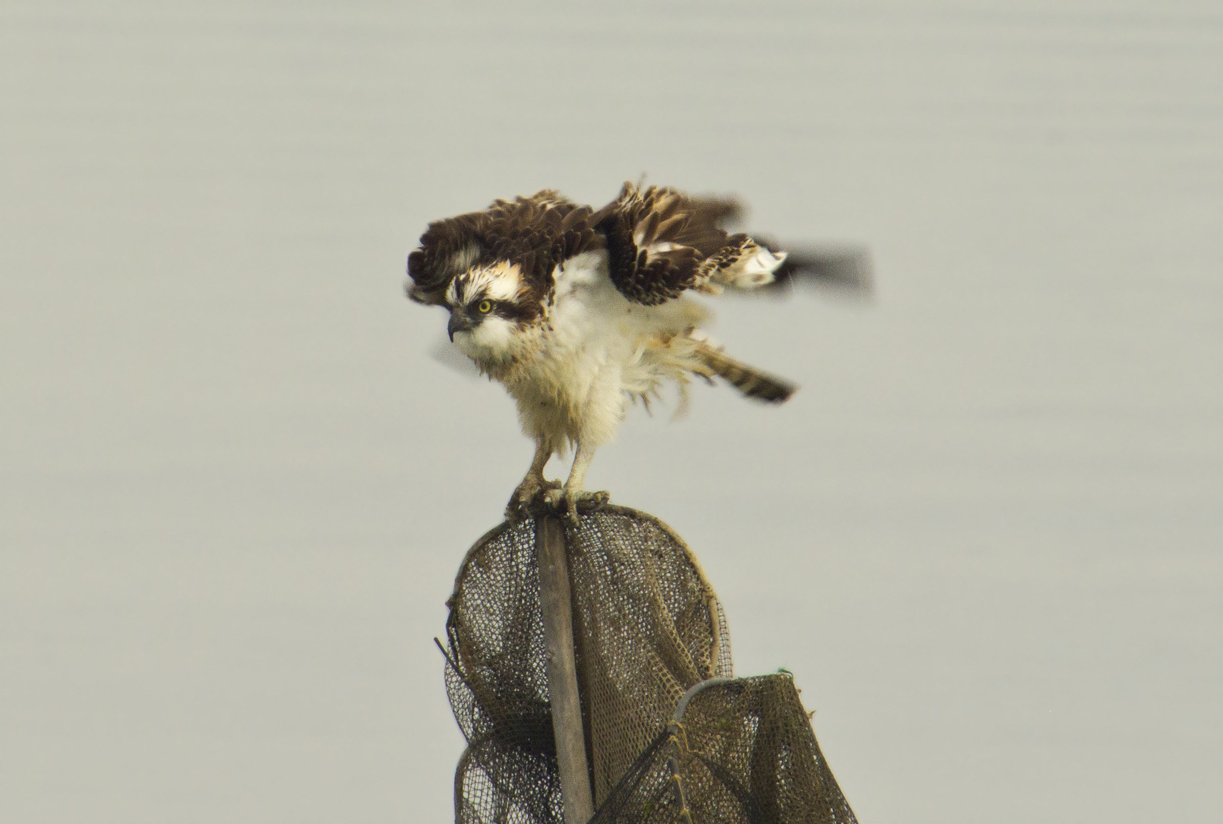 a fine anno mi scateno