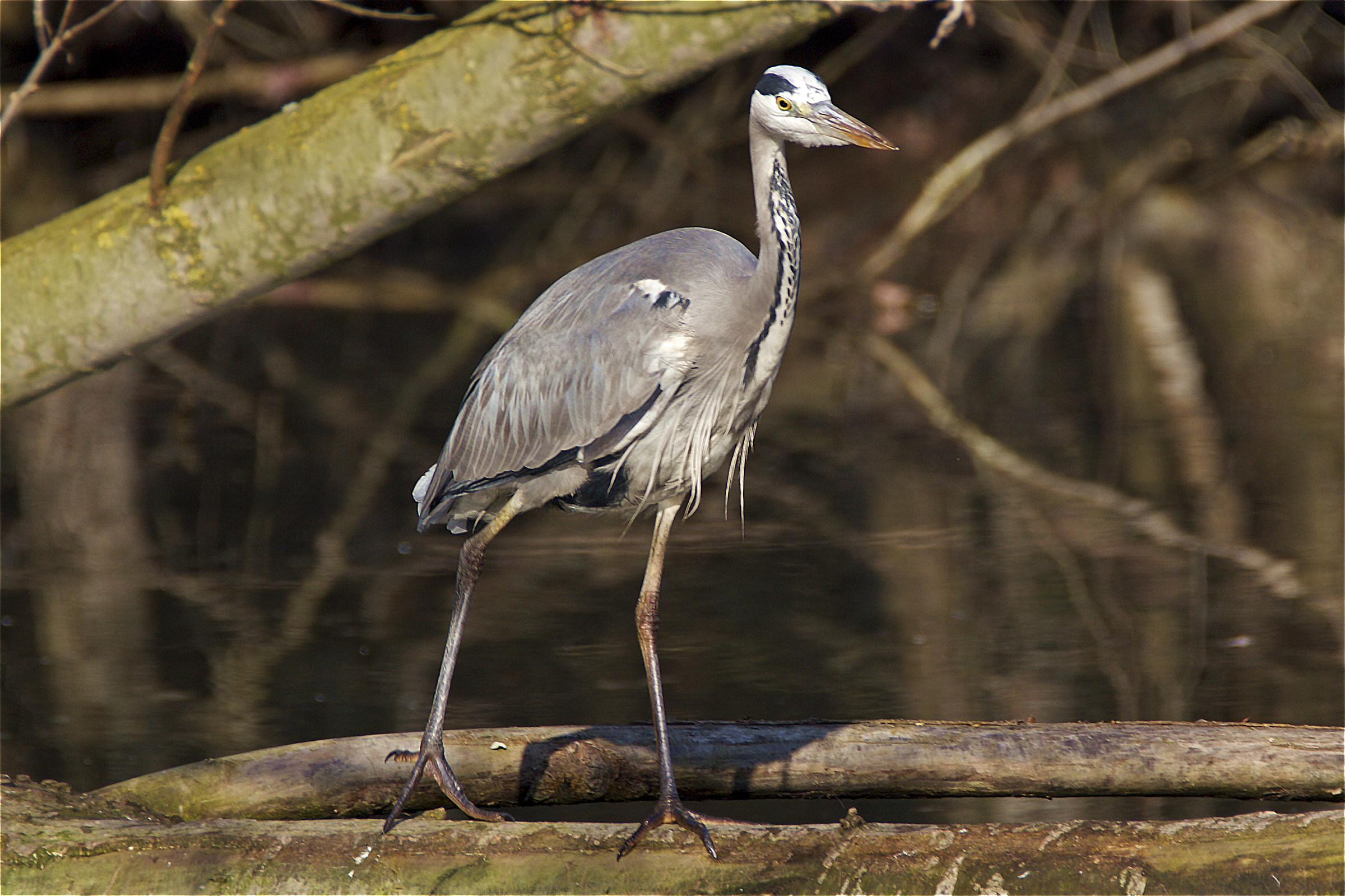 Grey Heron