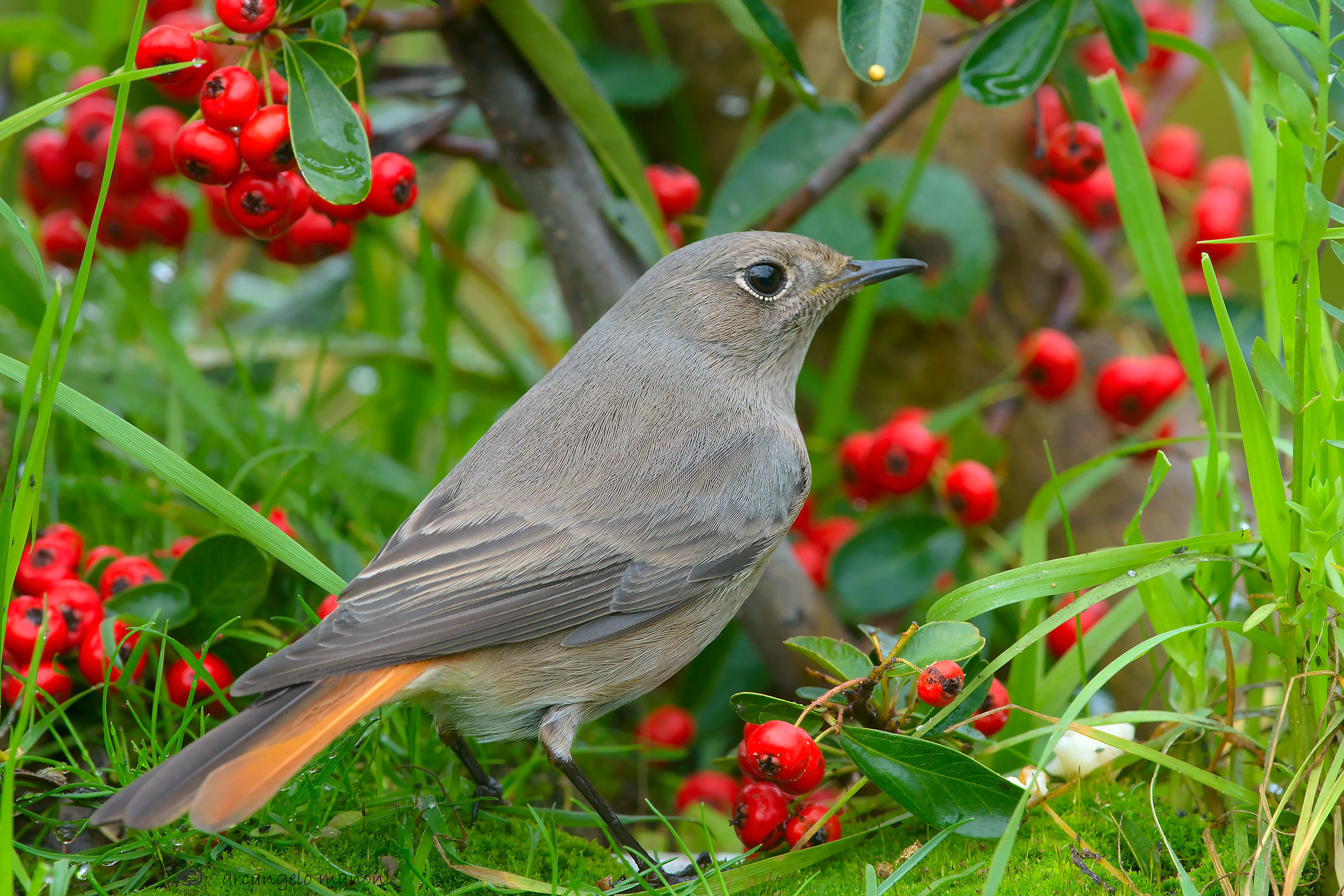 Redstart S. between red berries
