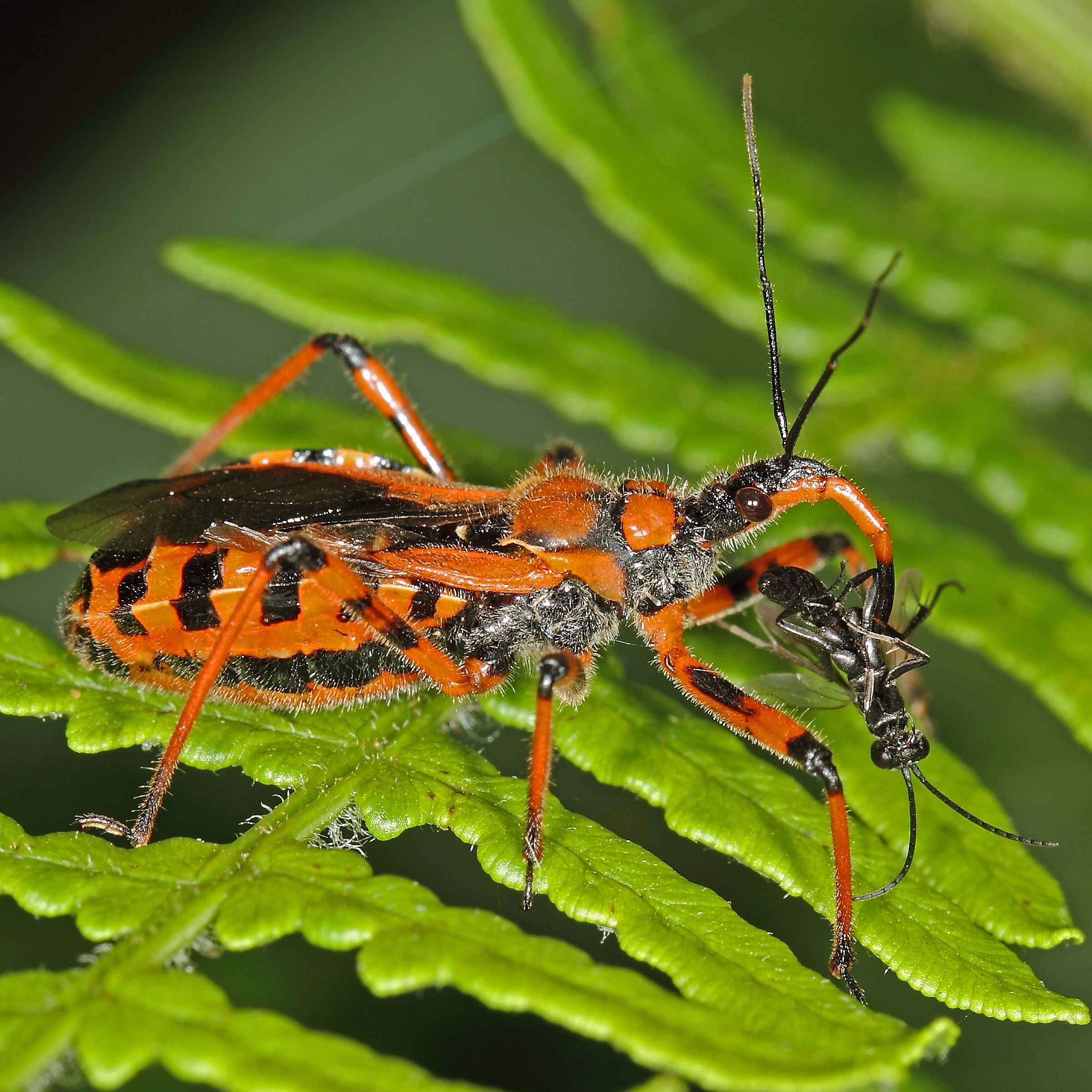 Rinocoris iracondus with prey