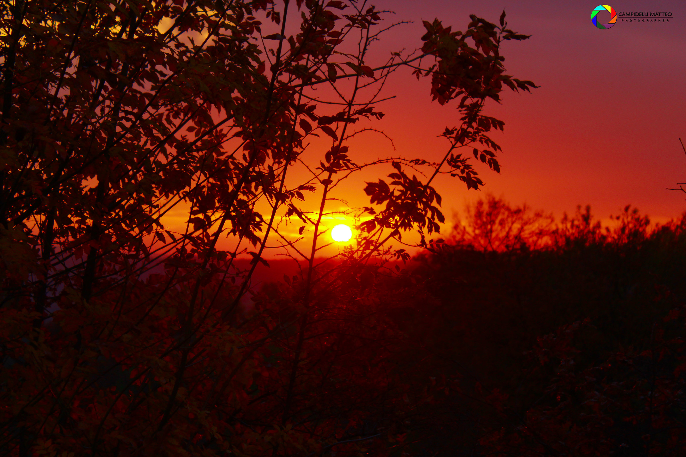 sunset through the leaves
