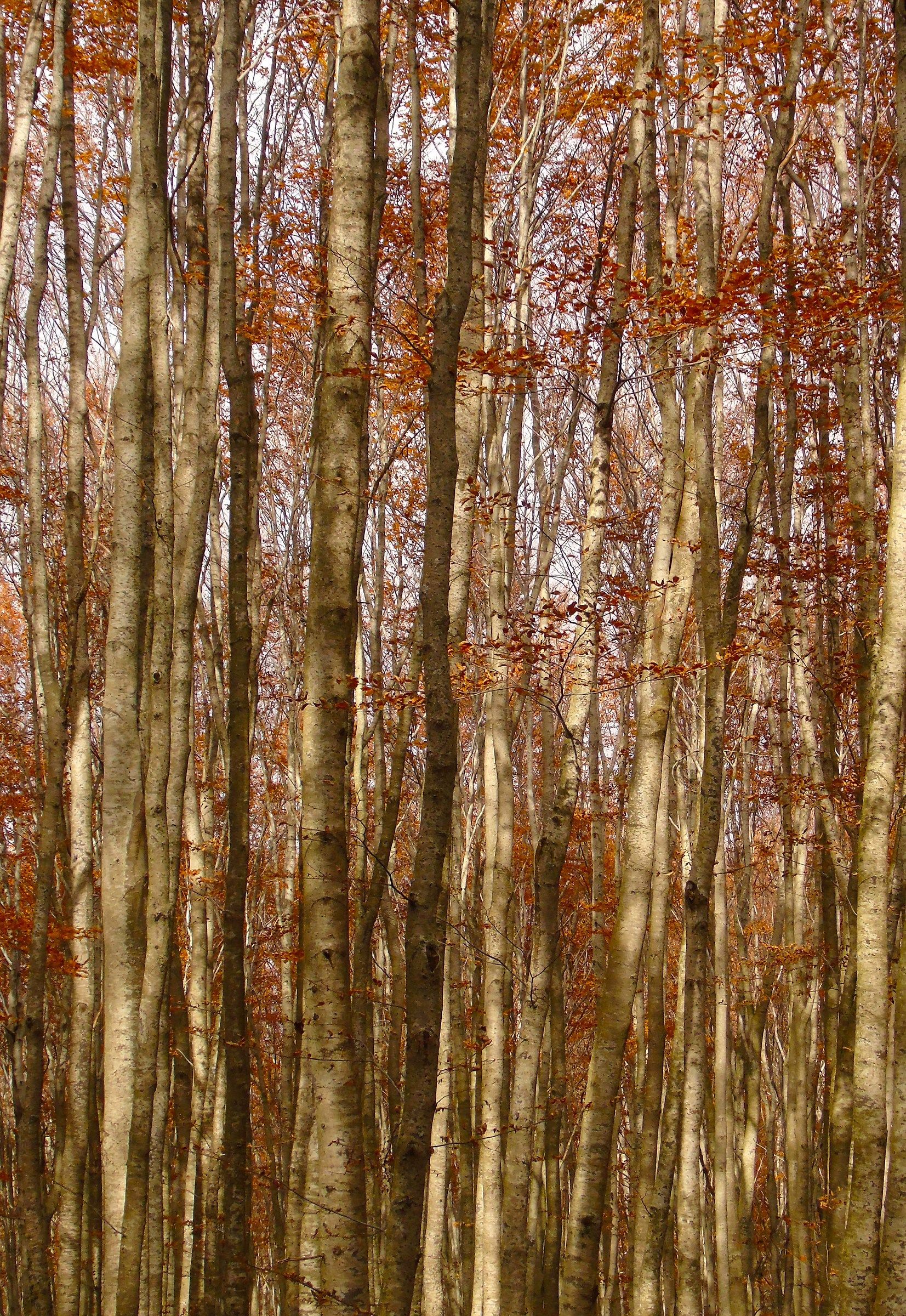 Bosco di faggi Monte Amiata