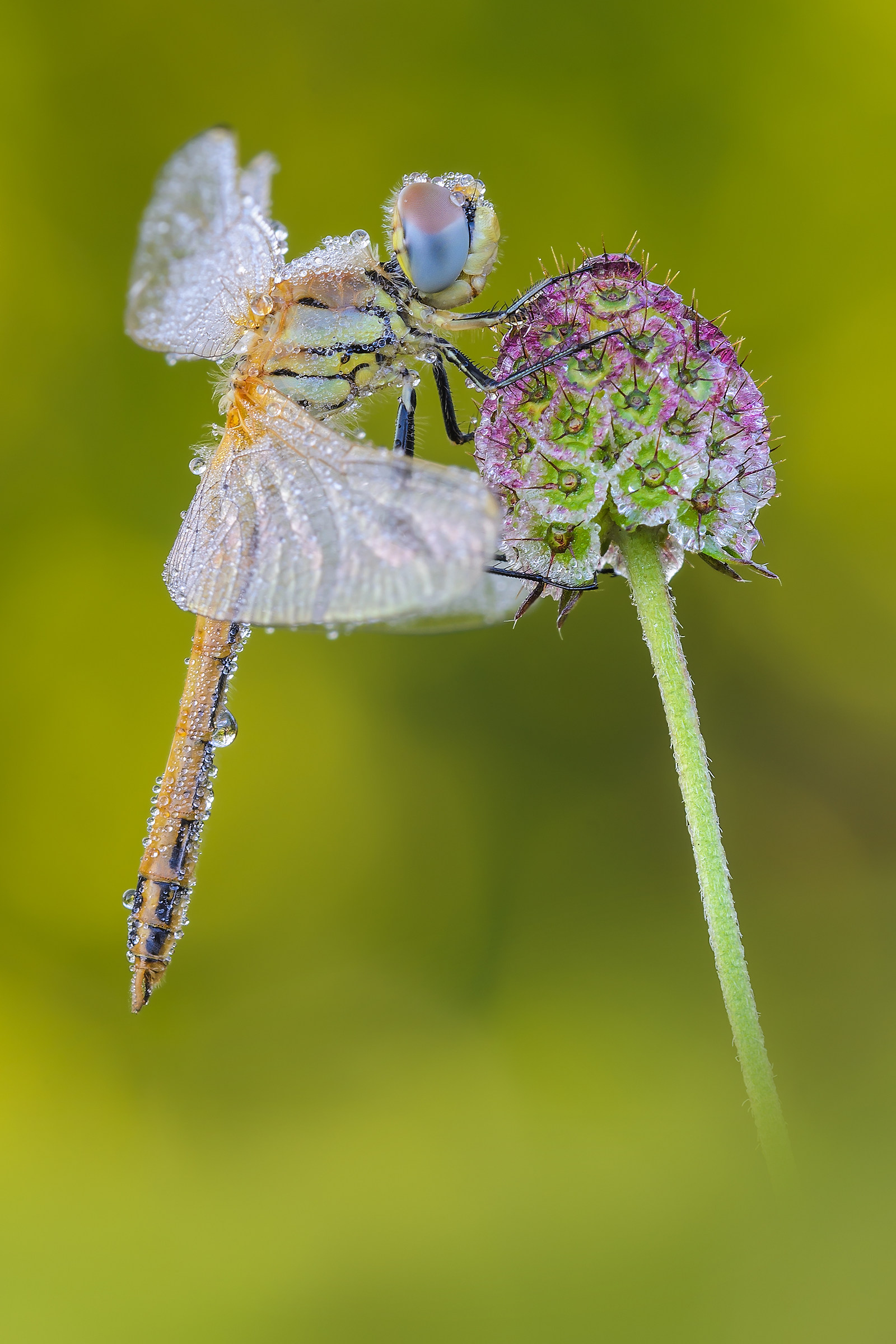 Sympetrum fonscolombii