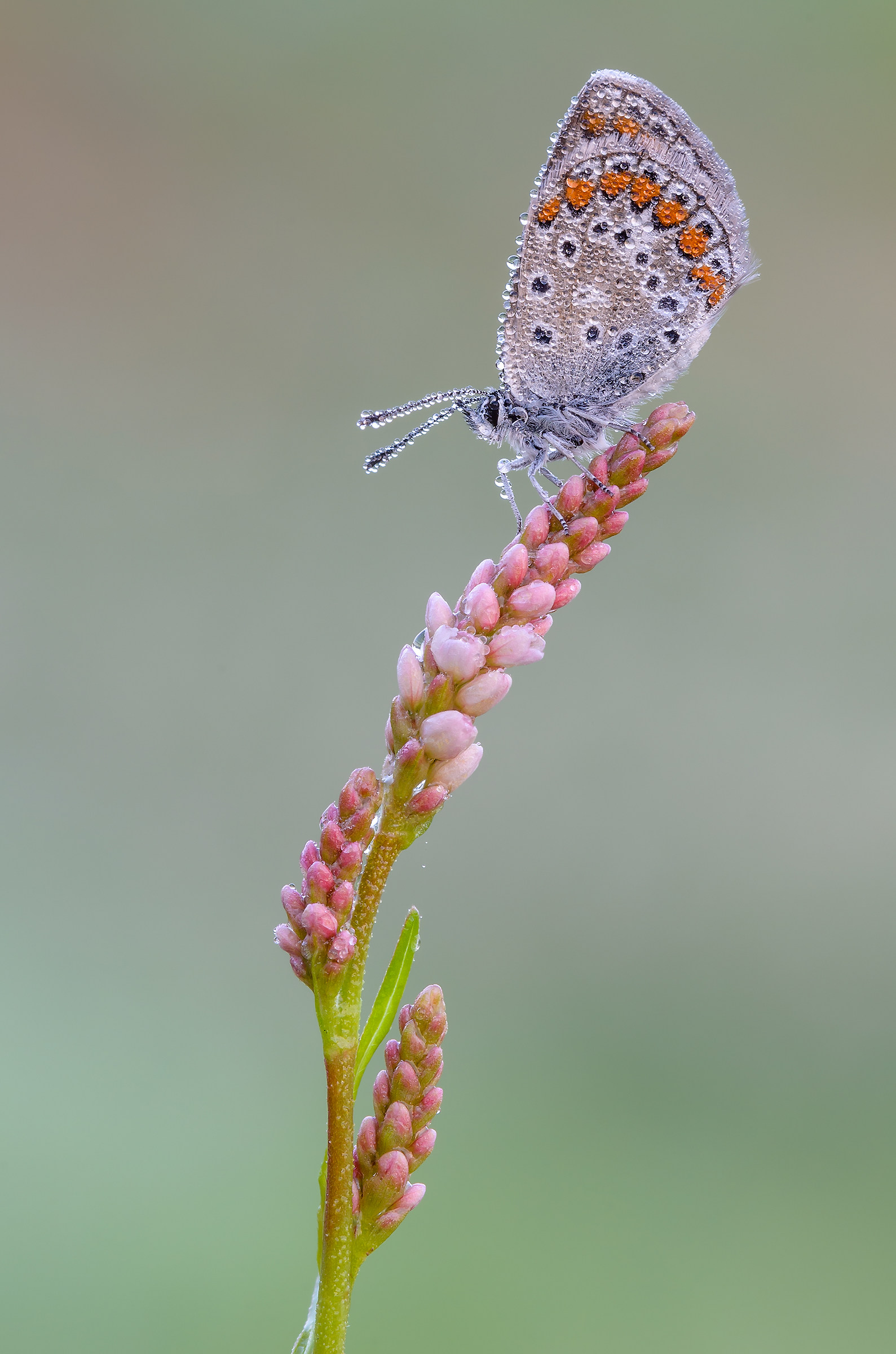 Polyommatus icarus
