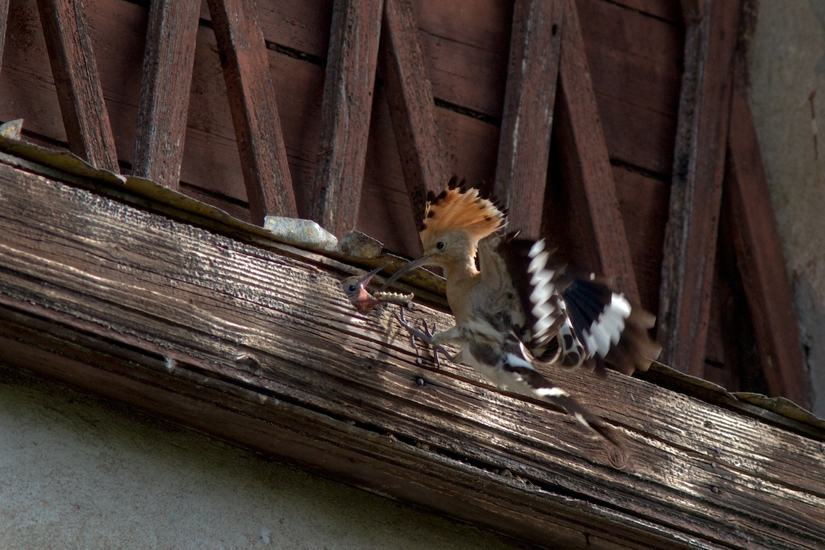 Feeding time ........