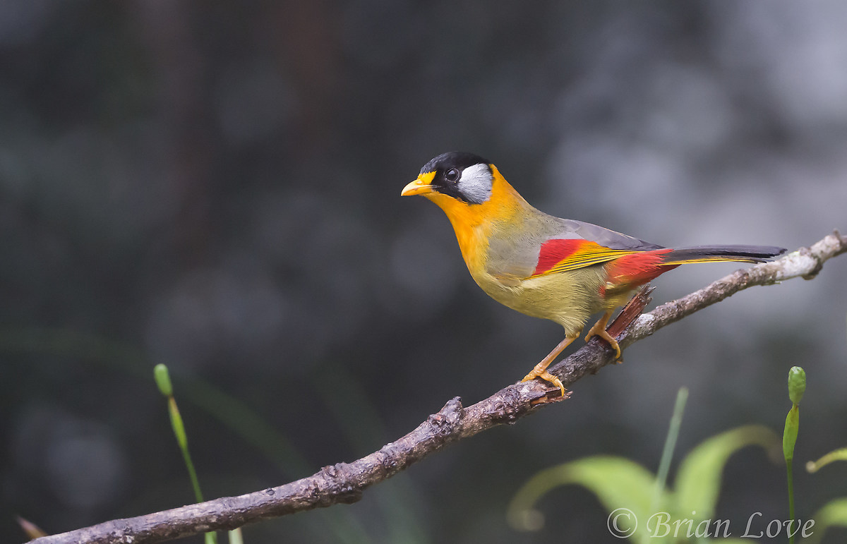 Argento Eared Mesea - migliori Saggi a tutti per 2016!