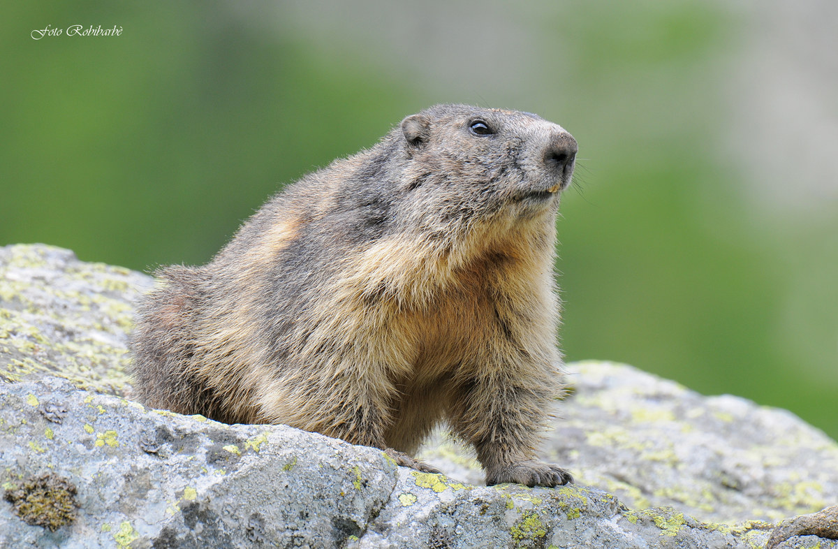 Marmotta....