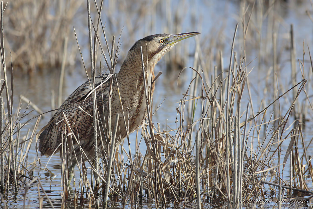 Bittern (Botaurusstellaris)