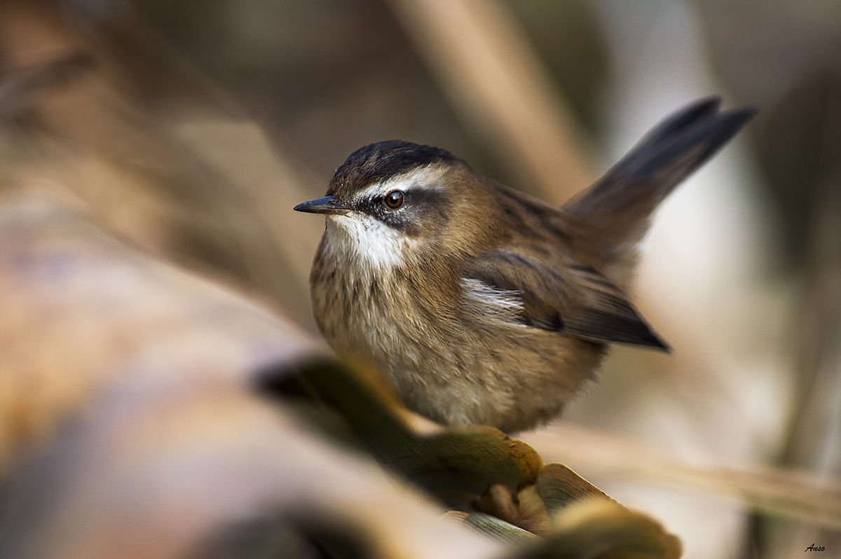 Knocks straw castagnolo not easy to see