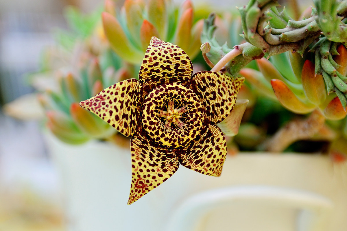 Fiore di Stapelia