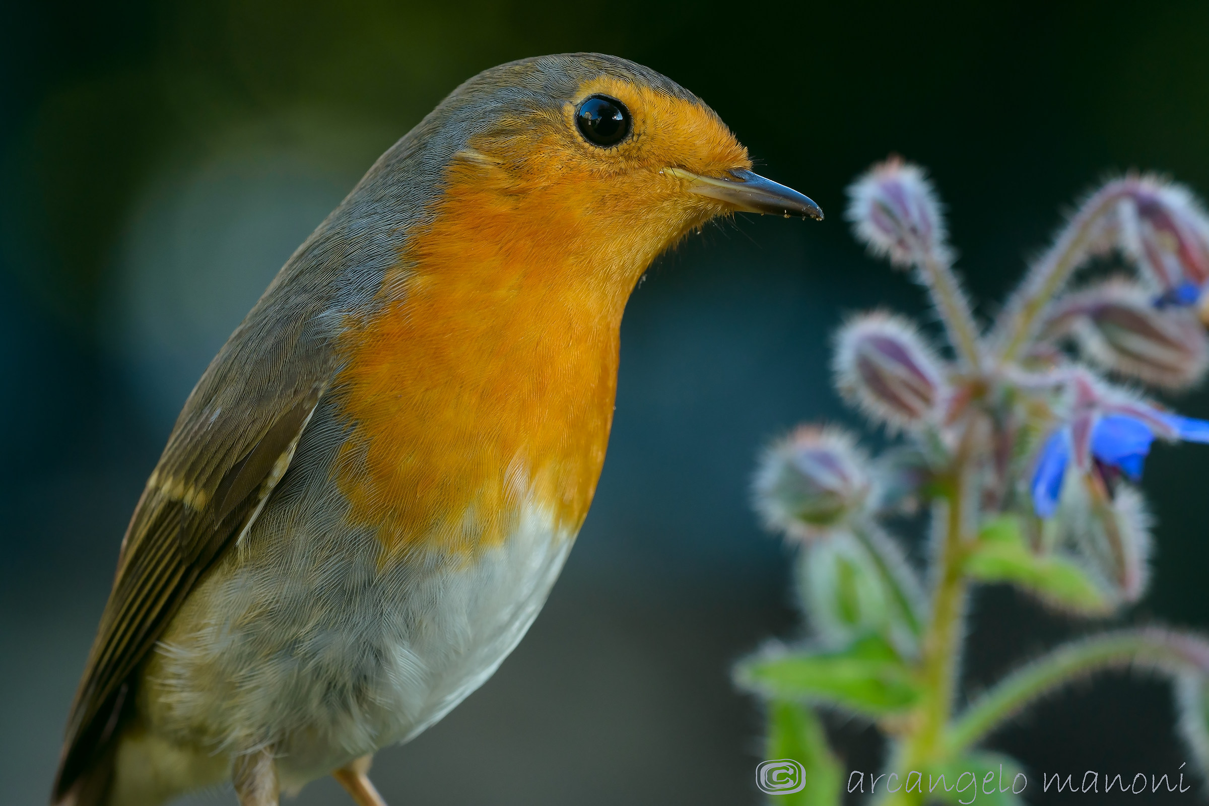 Affacciato tra l'erba del prato