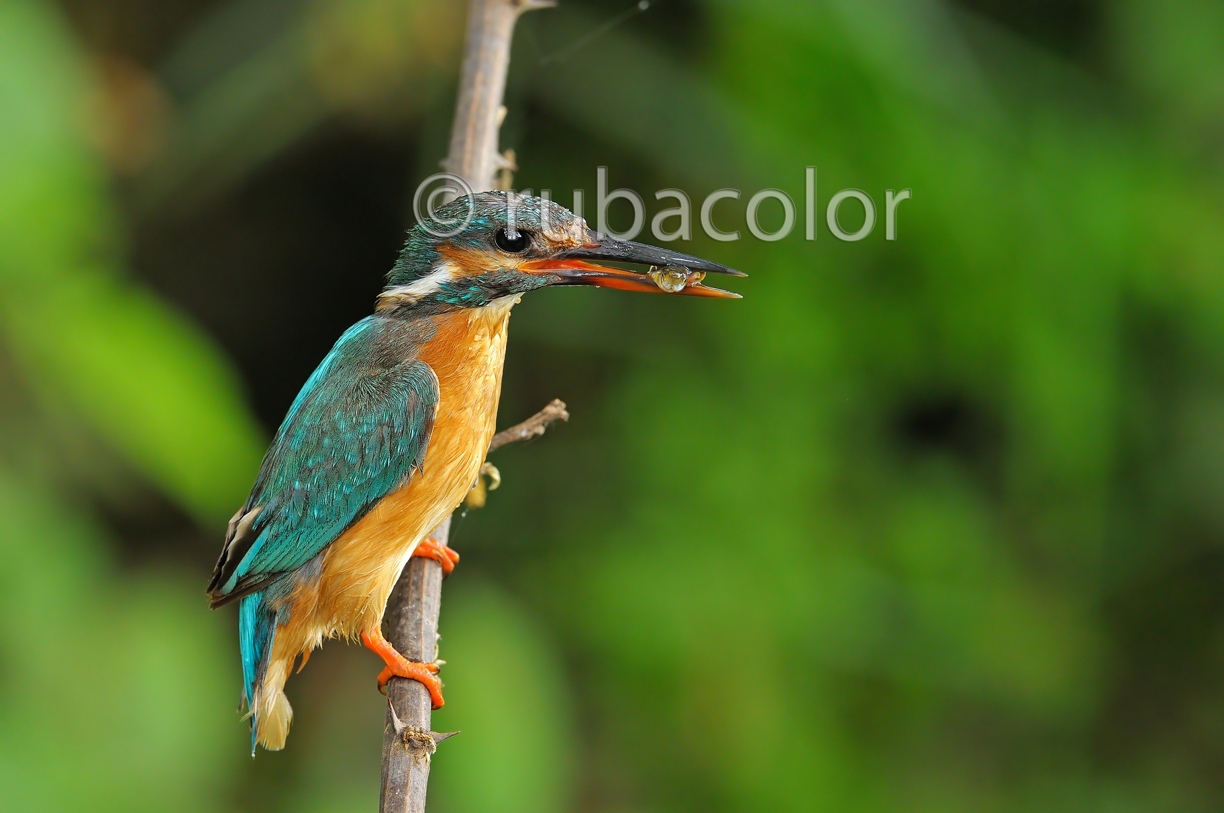 Hayat (Mamma di carboncino)