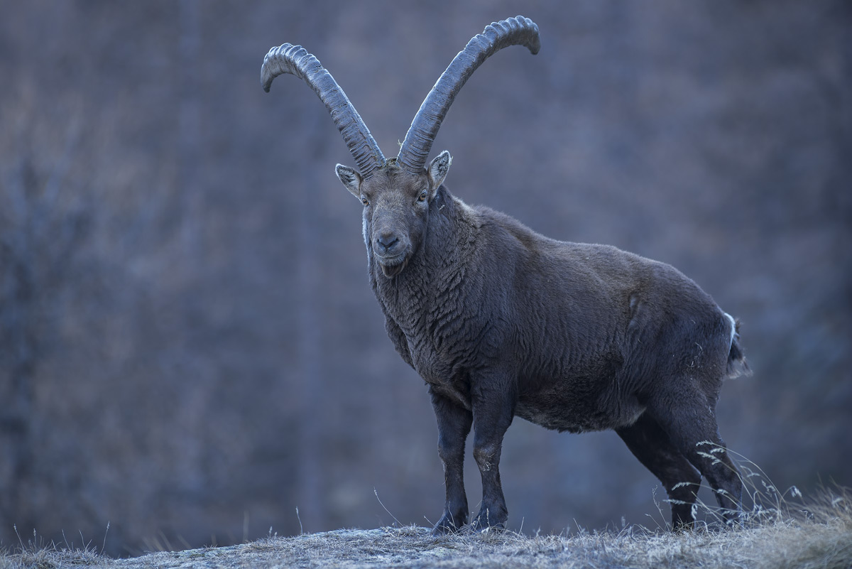 Ibex