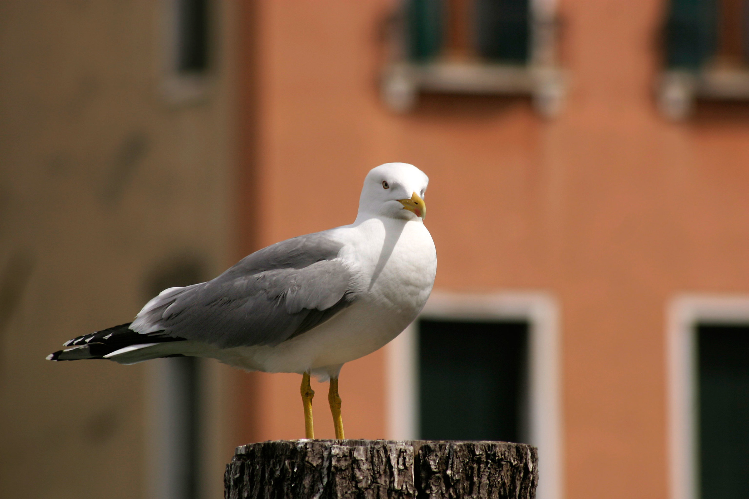 Particolare veneziano
