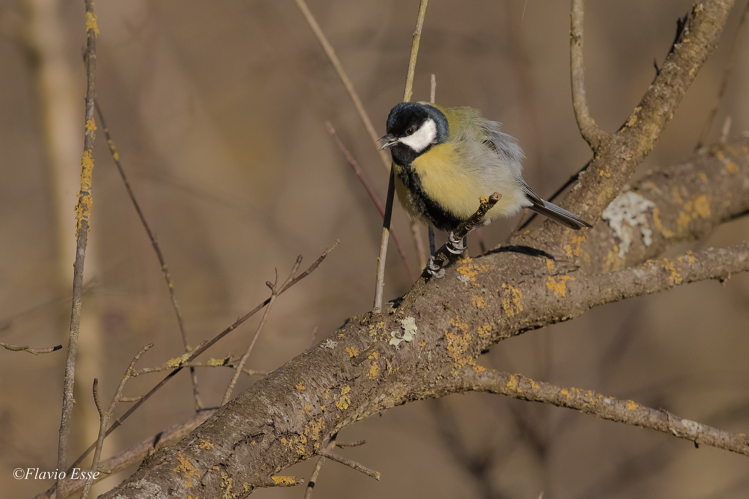 Cinciallegra arrufatis