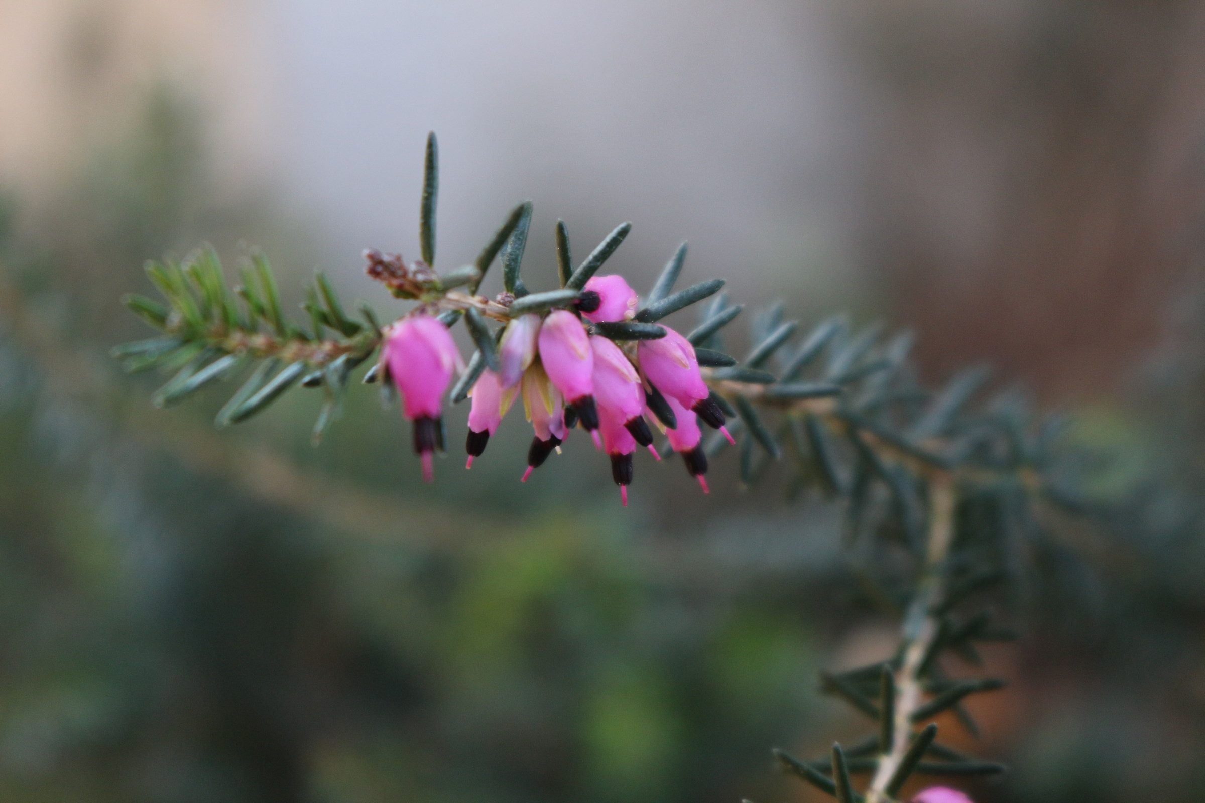 Anomala fioritura invernale (Erica)