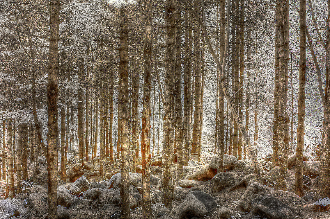 Forest infrared - July 2015