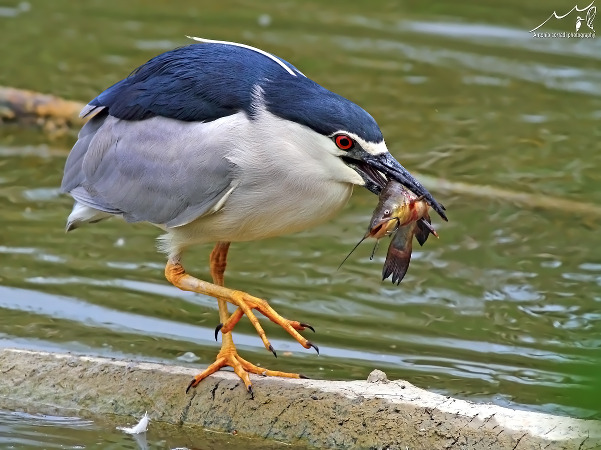 Nitticora con pesce gatto-----