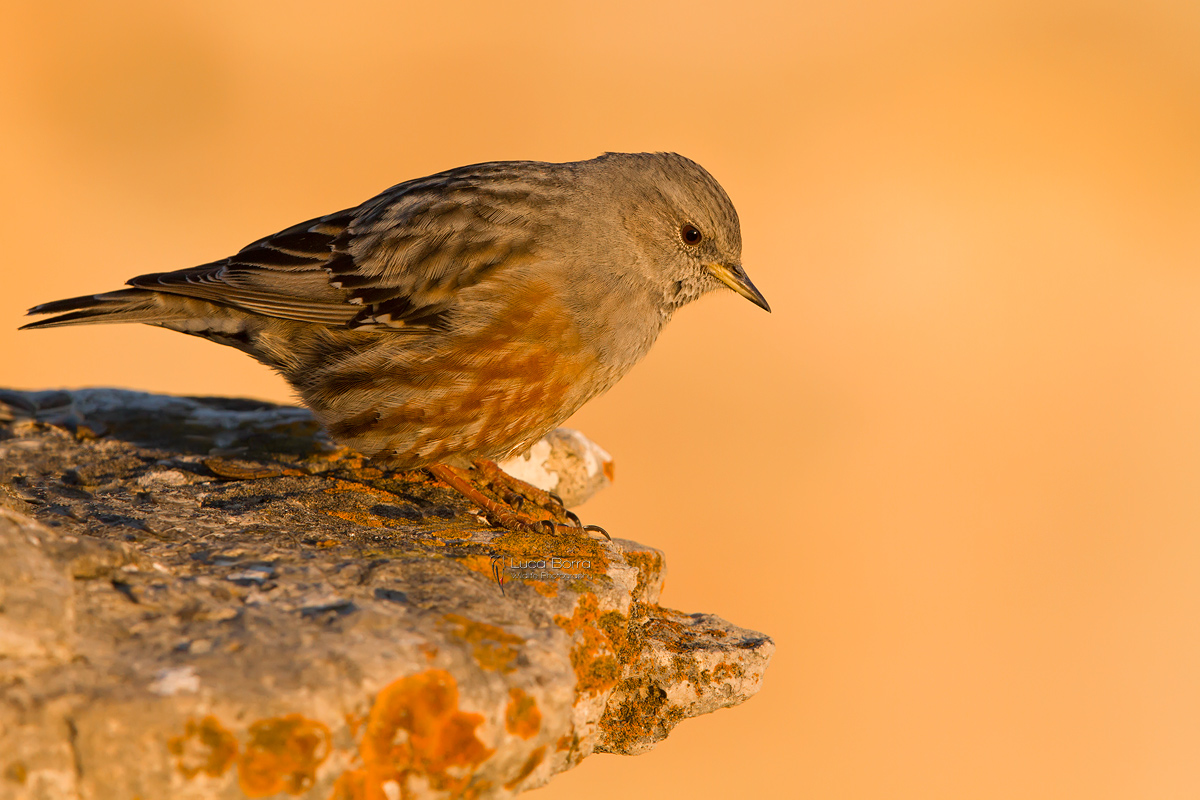 Un tramonto per il sordone