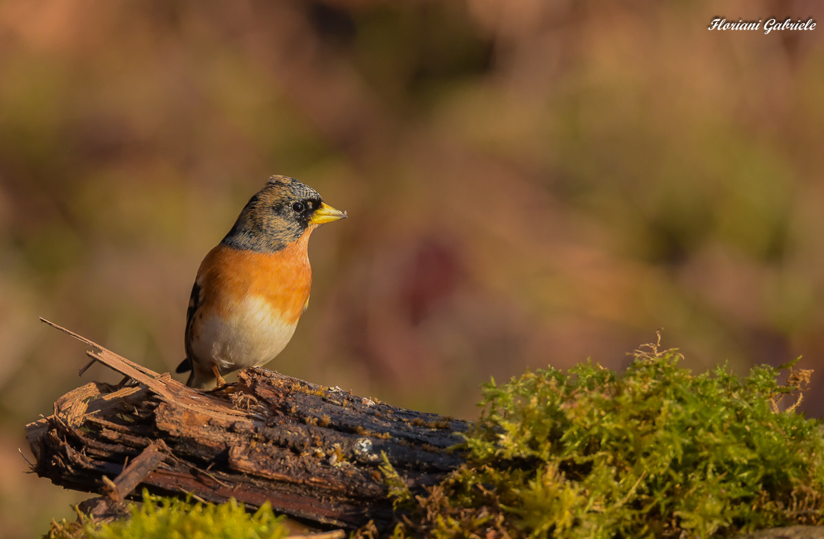 brambling