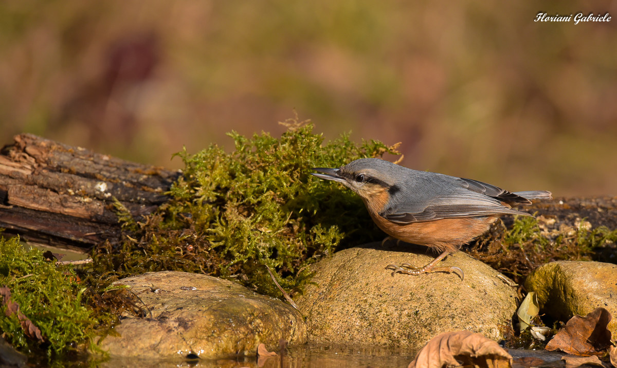 wallcreeper