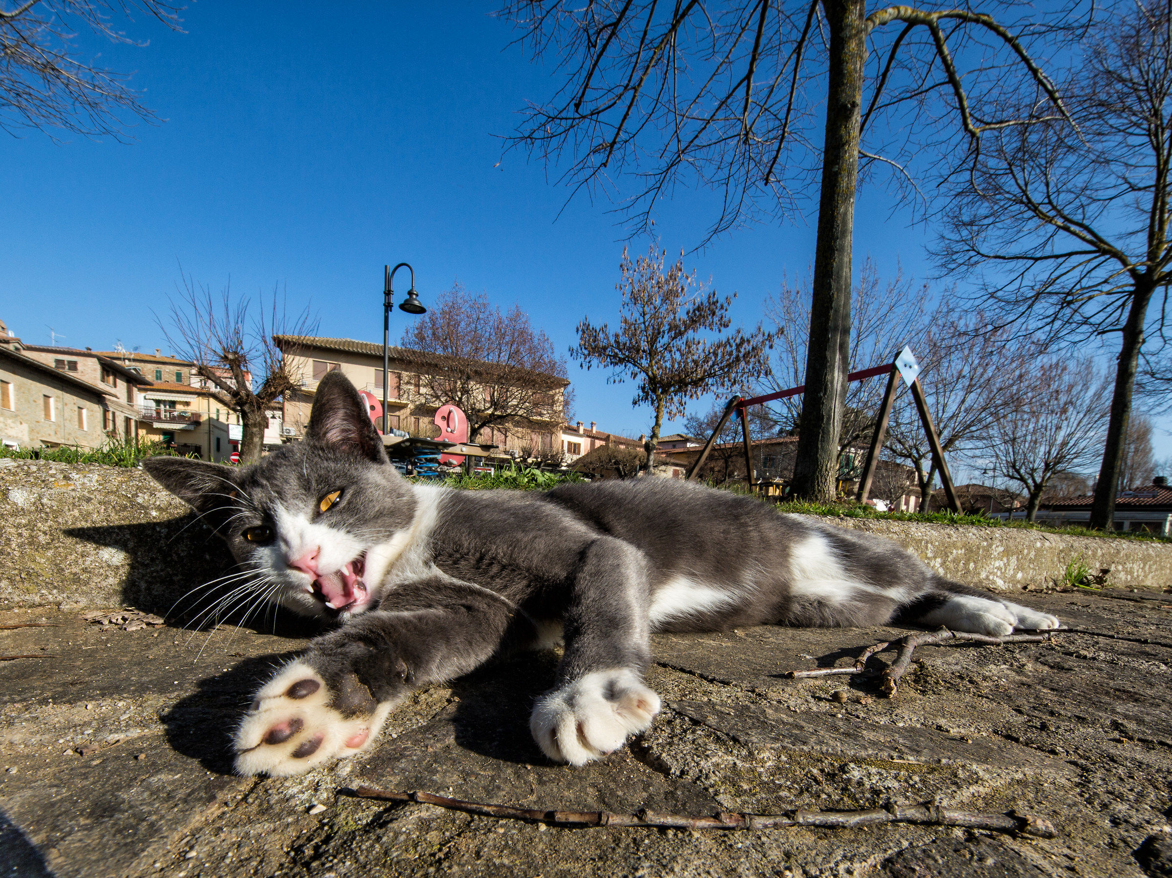 gli avevo chiesto solo la liberatoria..