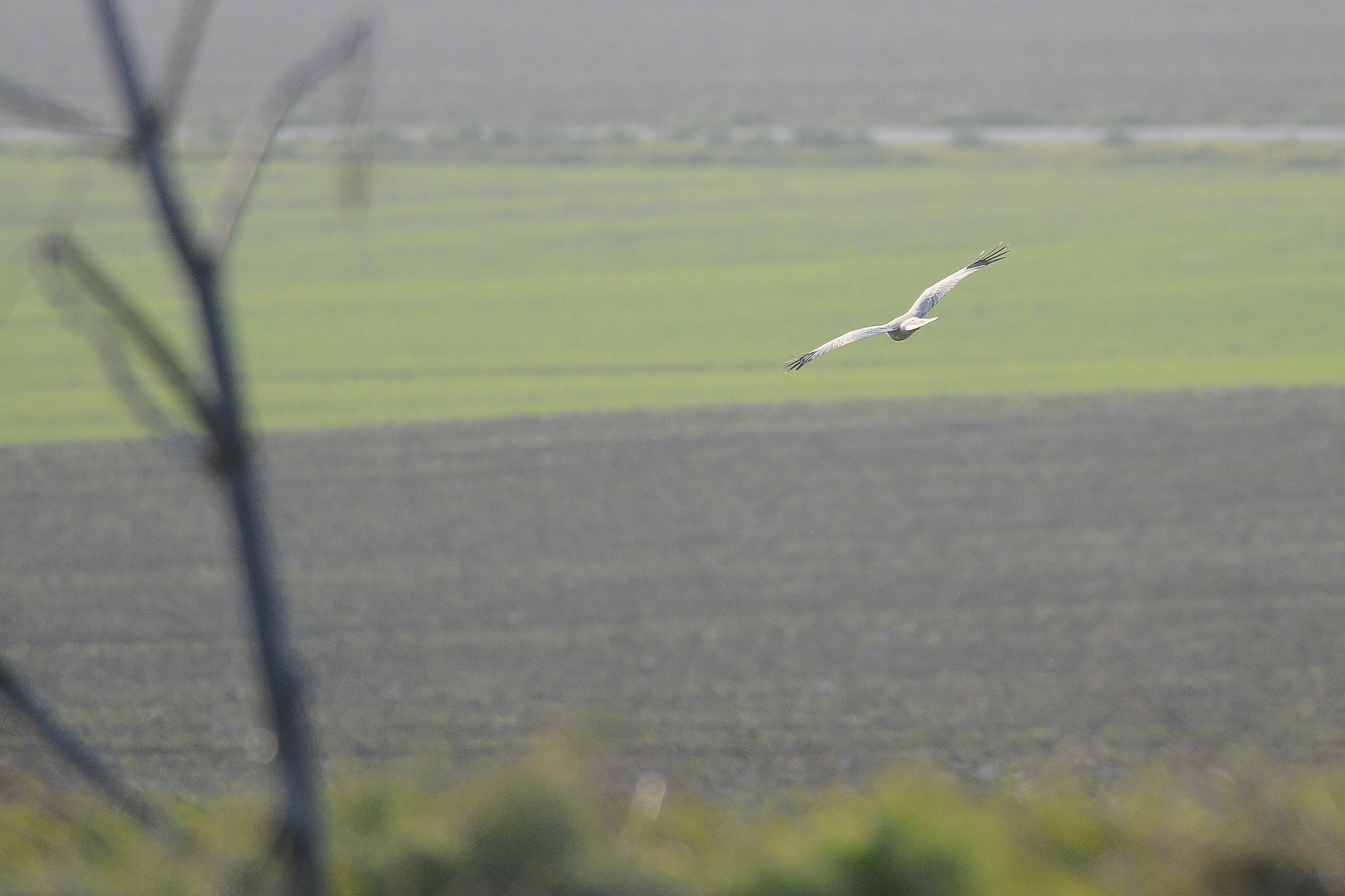 Ferrule, wheat and un'albanella real - Alta Murgia