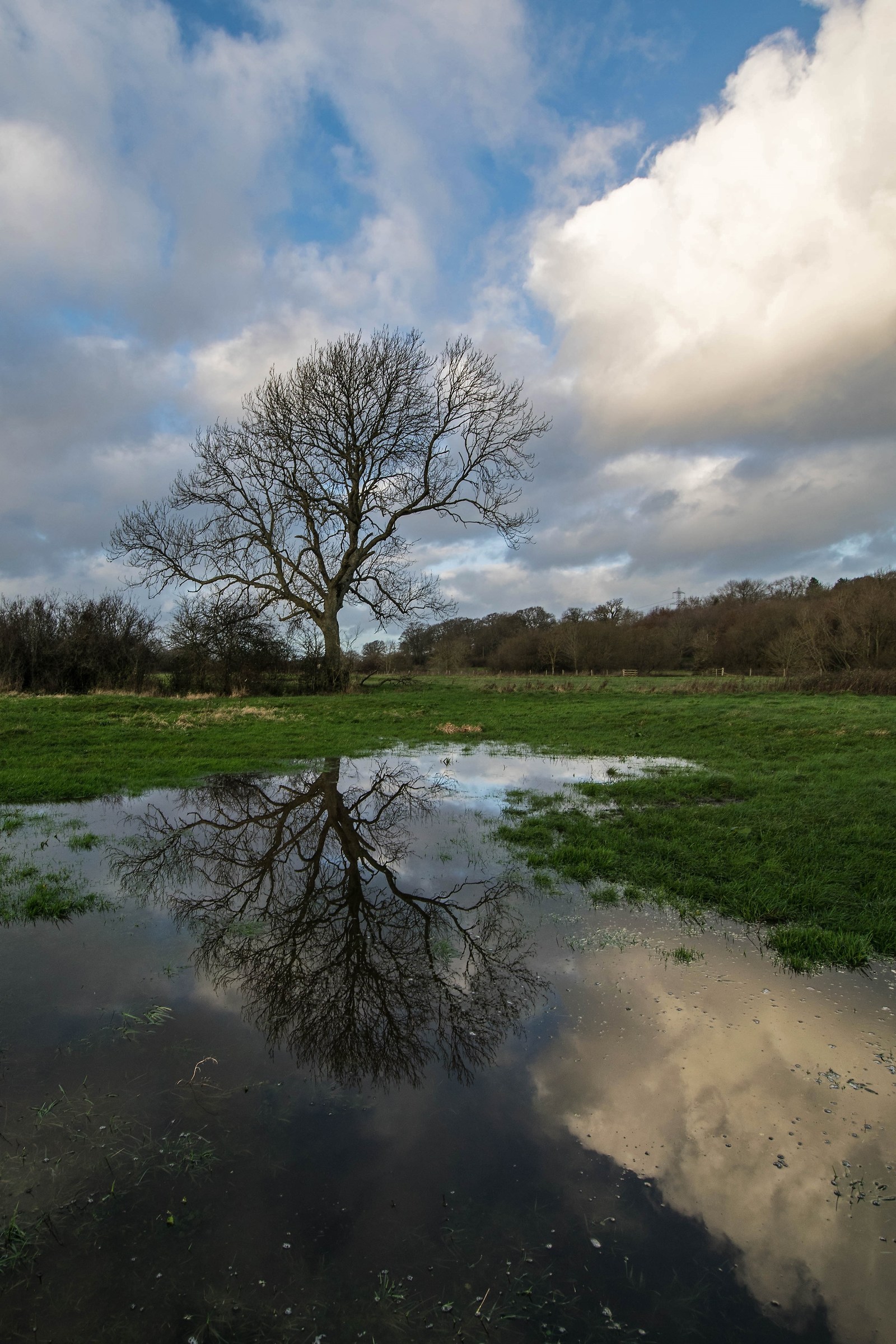 Flood Water Reflections