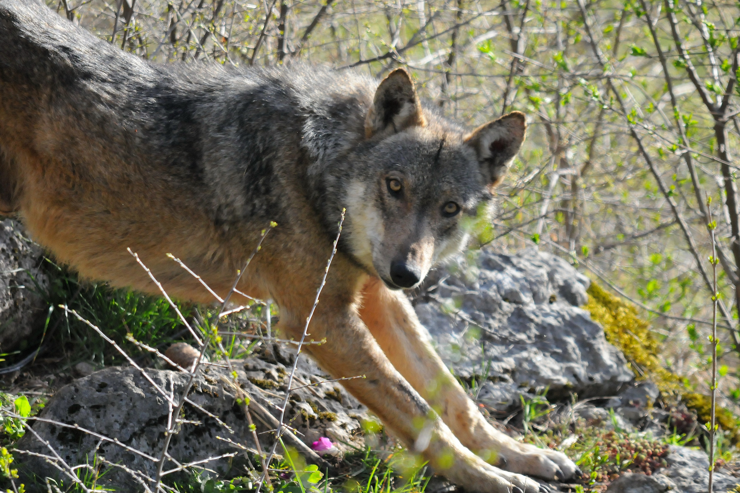 Apennine wolf (in wildlife area)