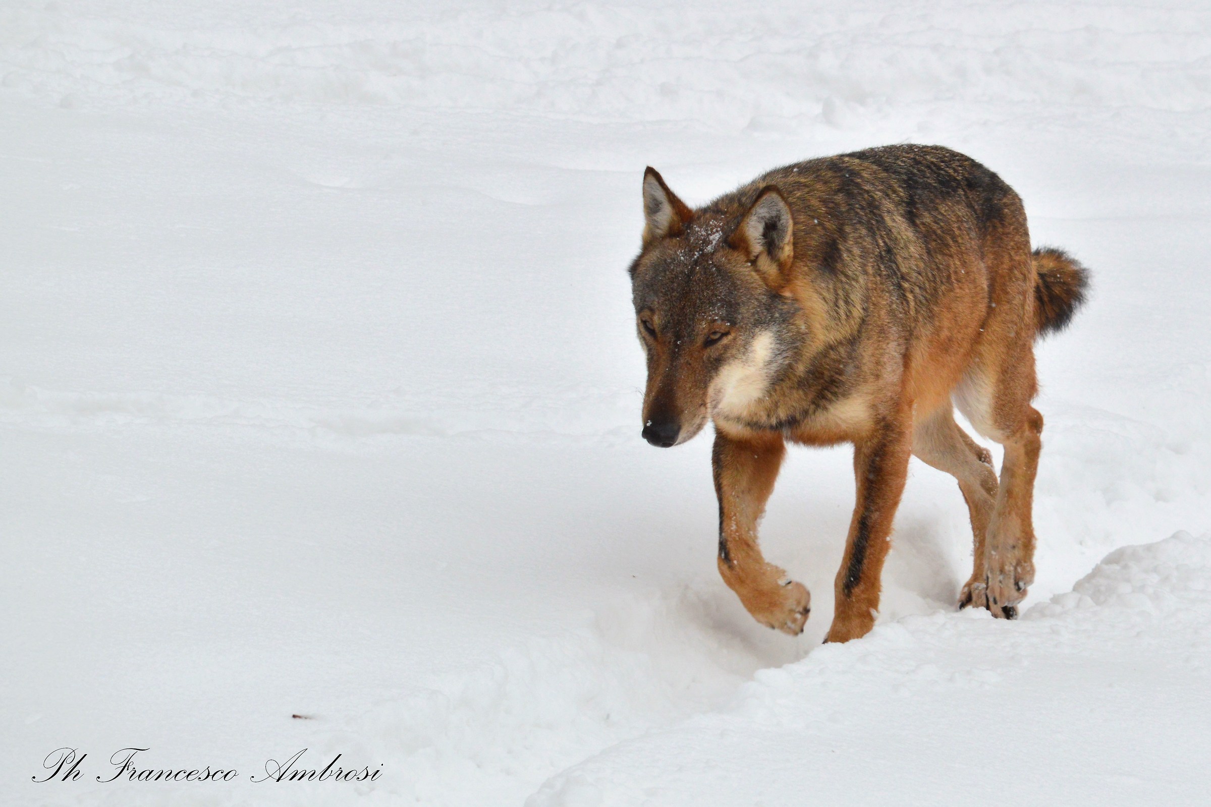 Lupo2 (wildlife area)